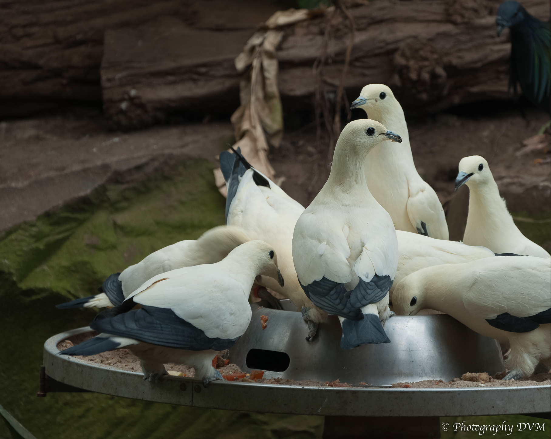 Muskaatduiven - Pied Imperial-pigeons - Ducula bicolor