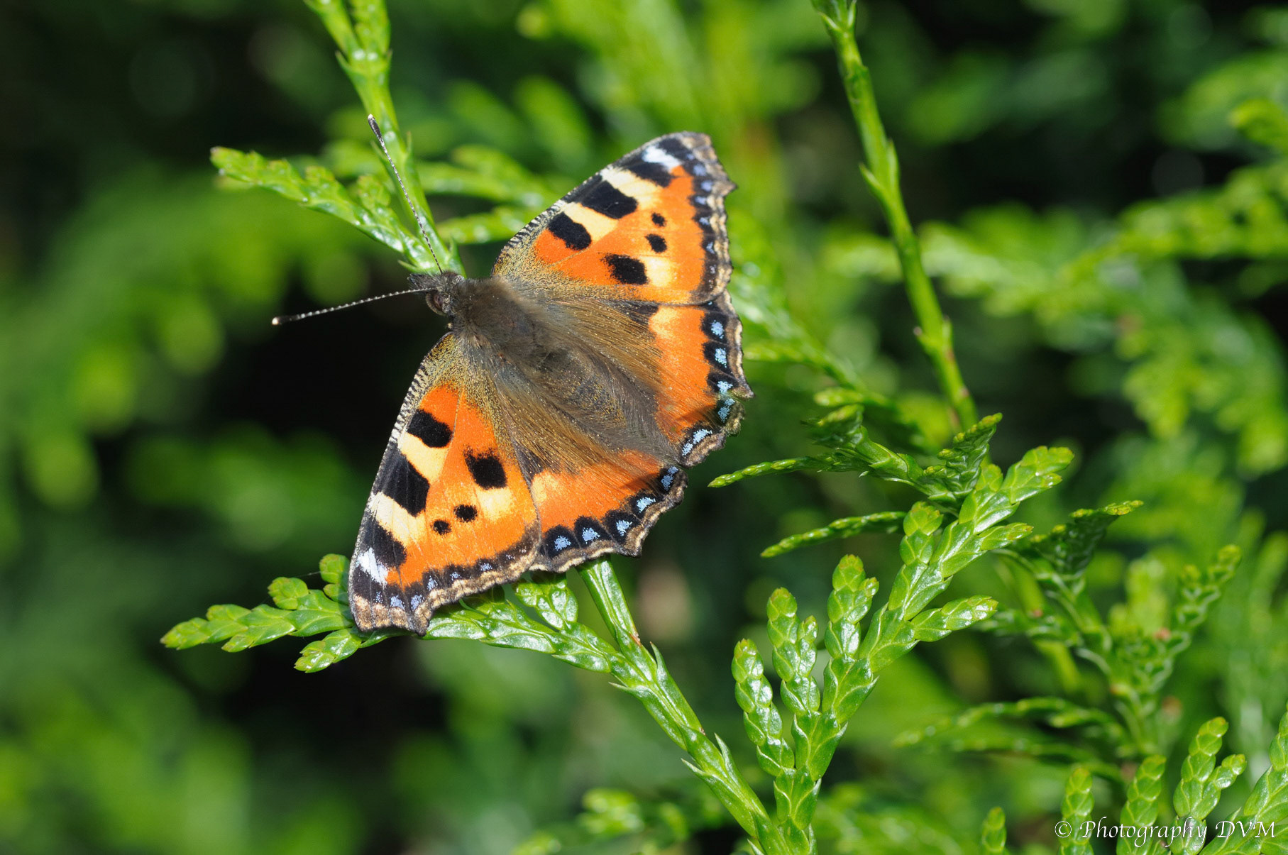 Kleine vos - Small Tortoiseshell - Aglais urticae