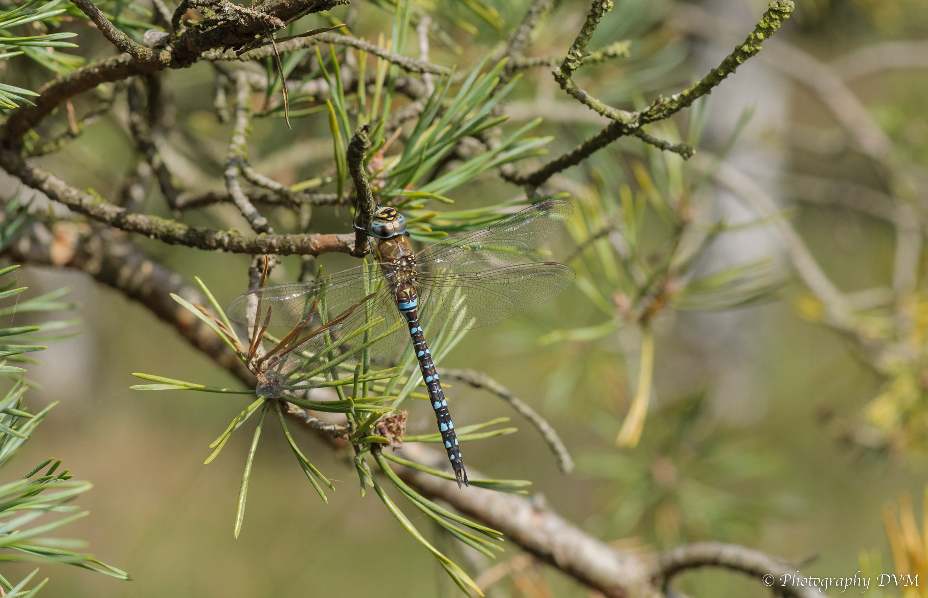 Paardenbijter - Migrant Hawker - Aeshna mixta