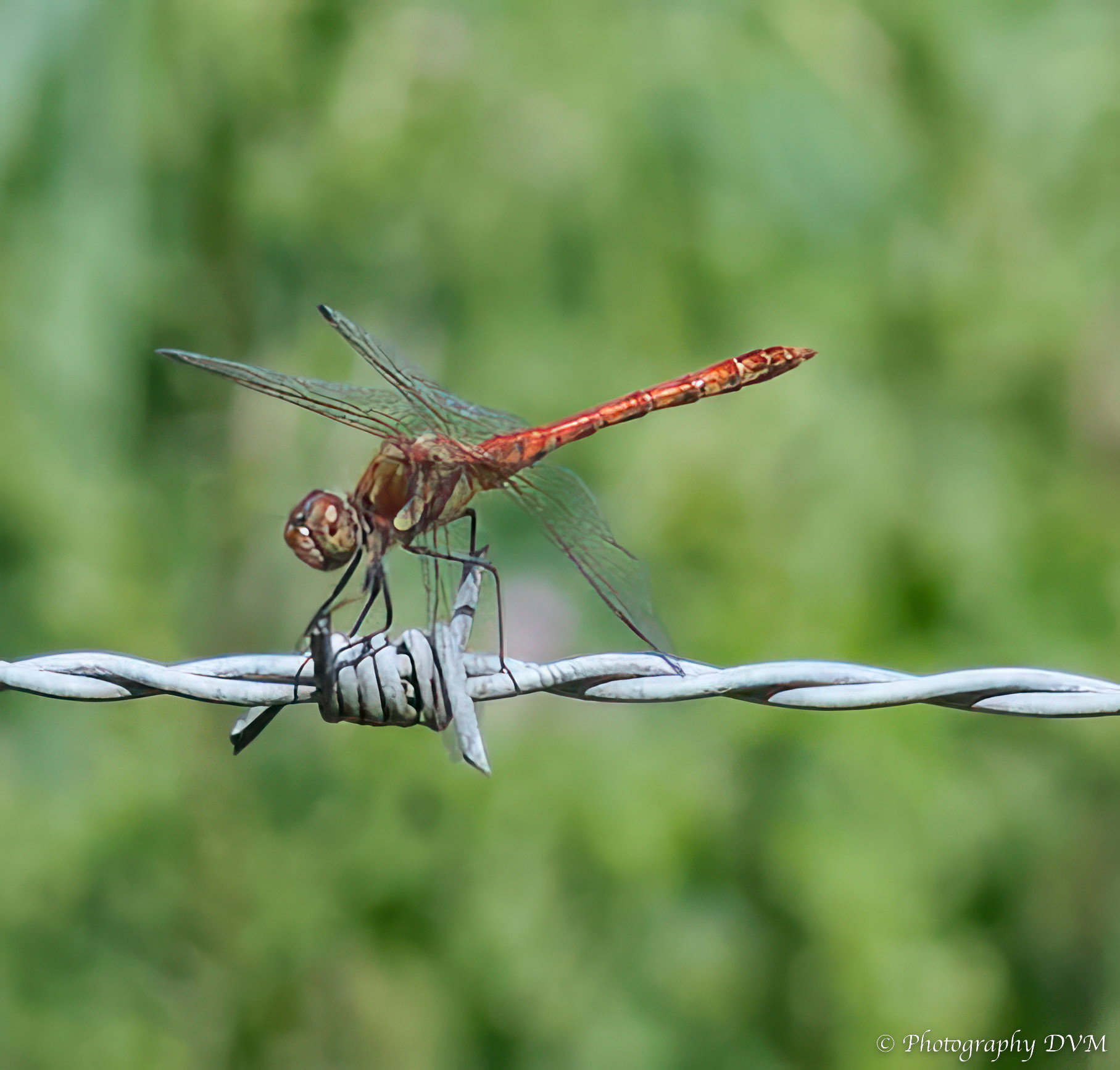 Bruinrode heidelibel(man) - Common Darter(male) - Sympetrum striolatum