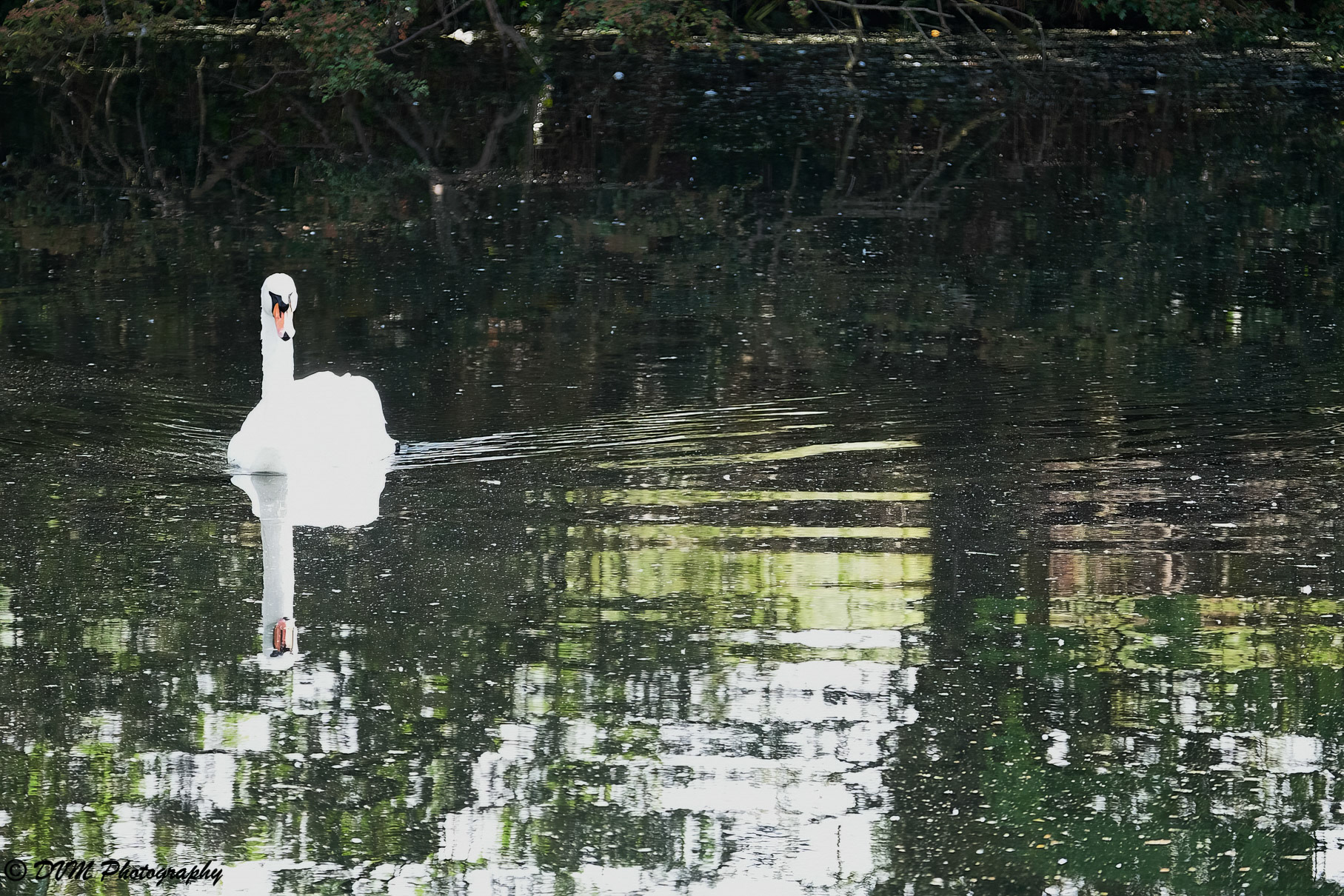 Vader zwaan - Father swan