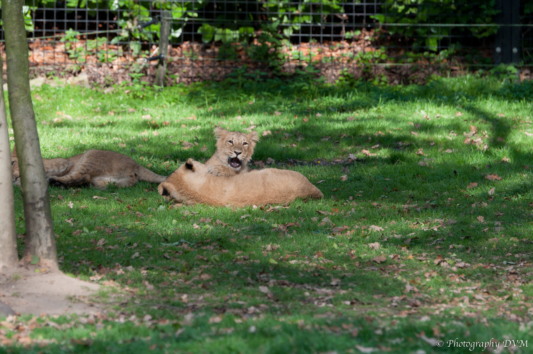 Jonge Perzische leeuwen - Young Asiatic Lions - Panthera leo persica