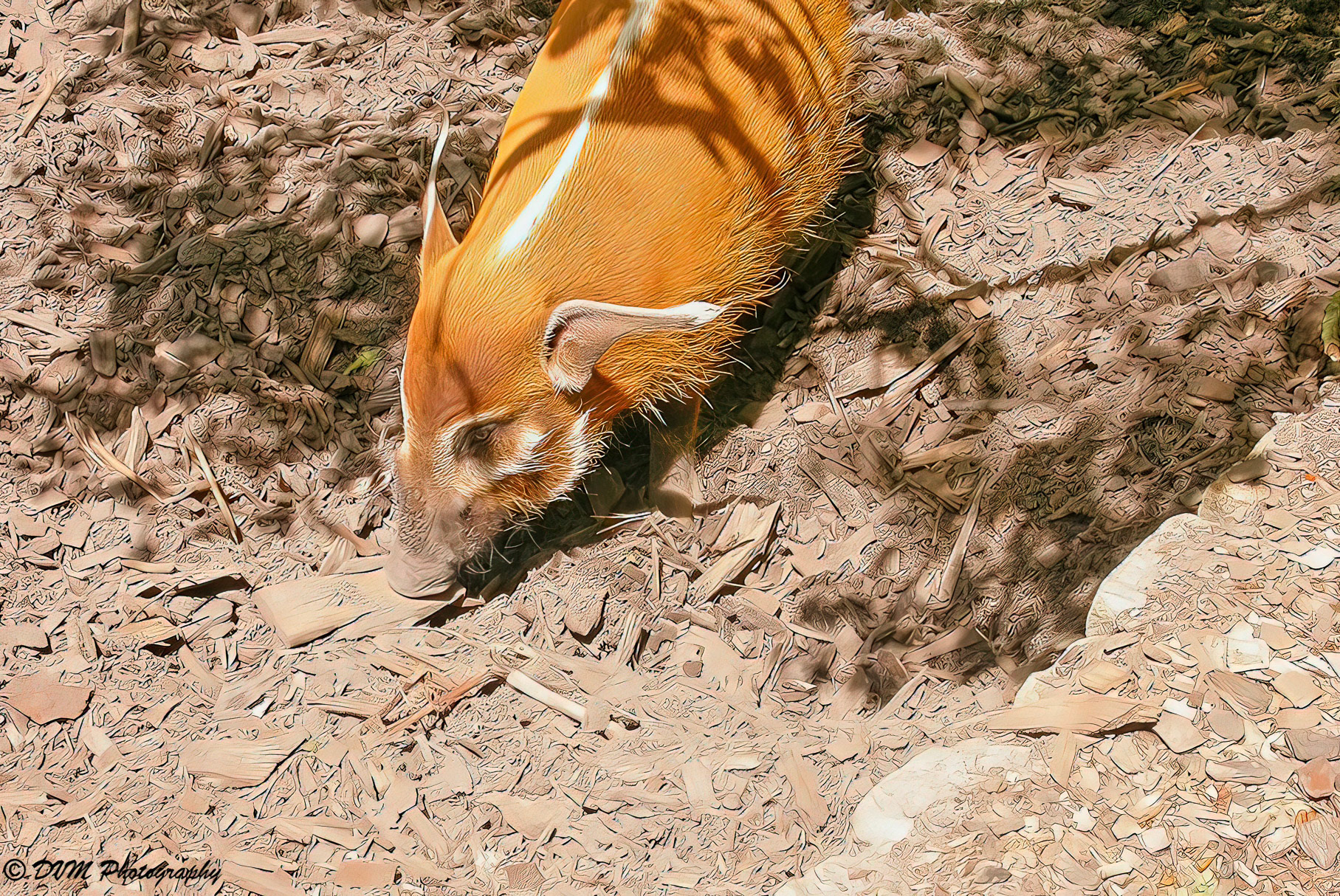Penseelzwijn - Red River Hog - Potamochoerus porcus