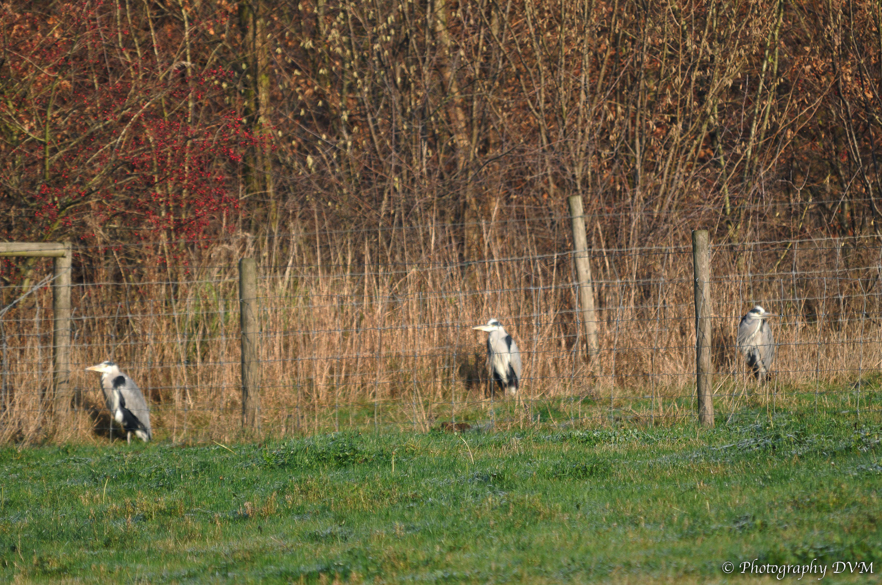 Blauwe reigers - Grey Herons - Ardea cinerea