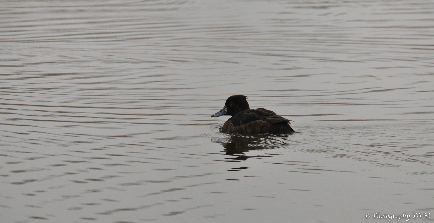Kuifeend (vrouwtje) - Tufted Duck (female) - Aythya fuligula