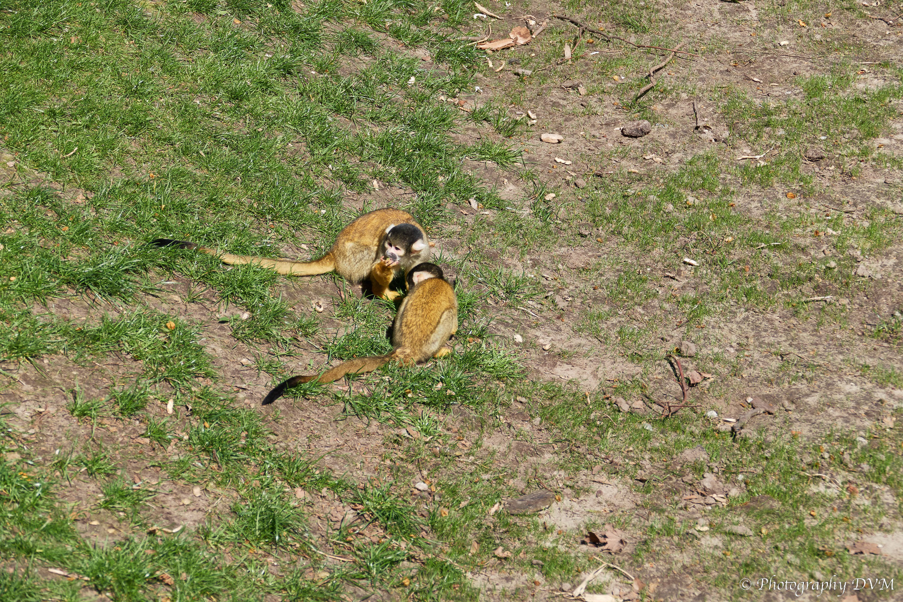 Boliviaans doodshoofdaapje - Black-capped squirrel monkey - Saimiri boliviensis