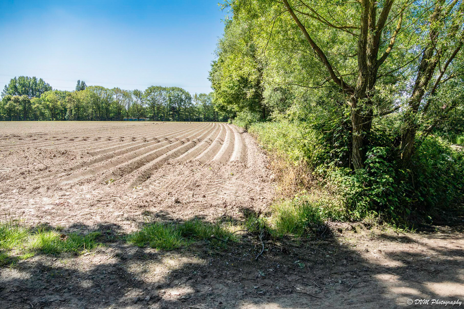 Aardappelveld - Potato Field