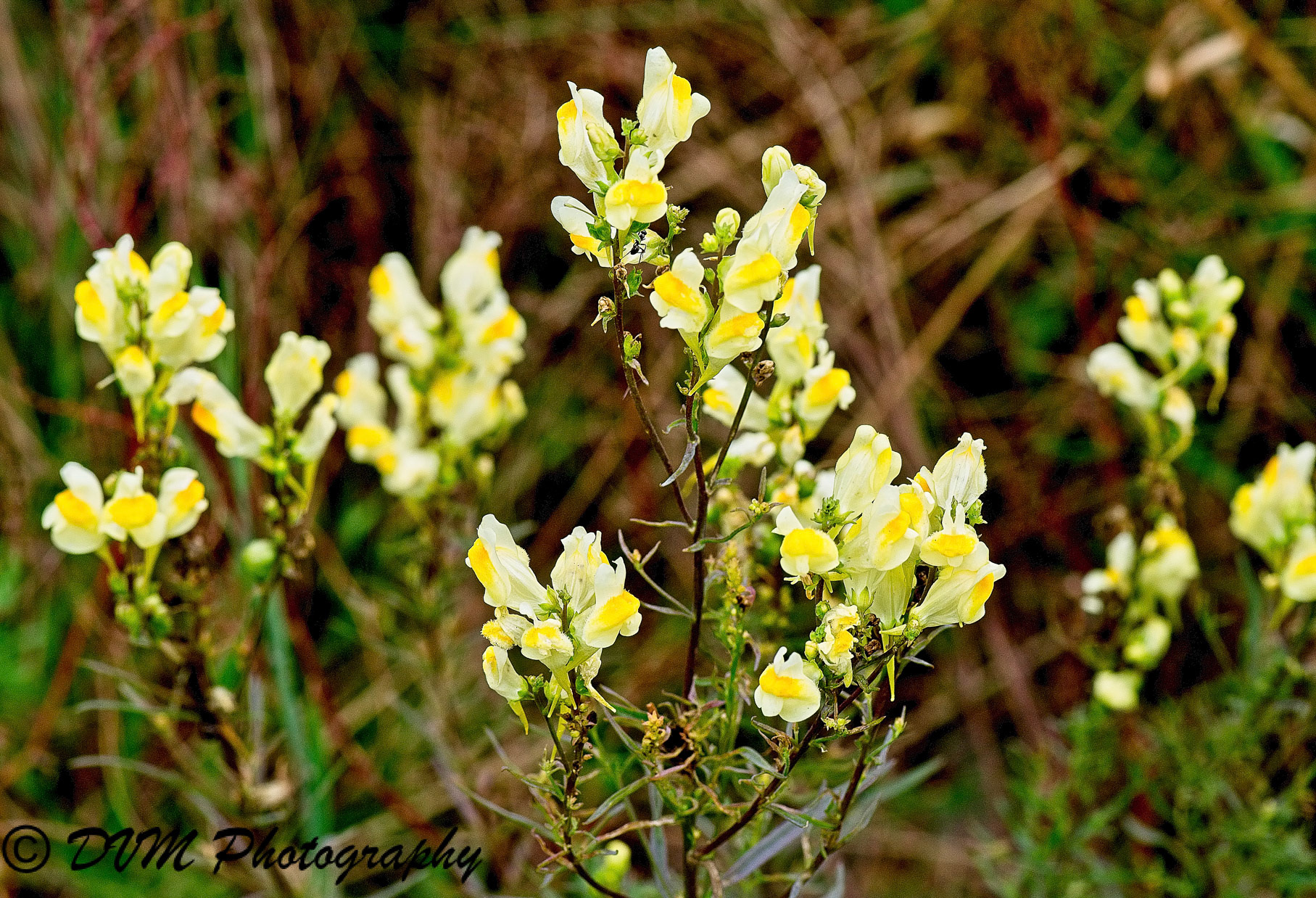 Vlasbekje - Common Toadflax - Linaria vulgaris
