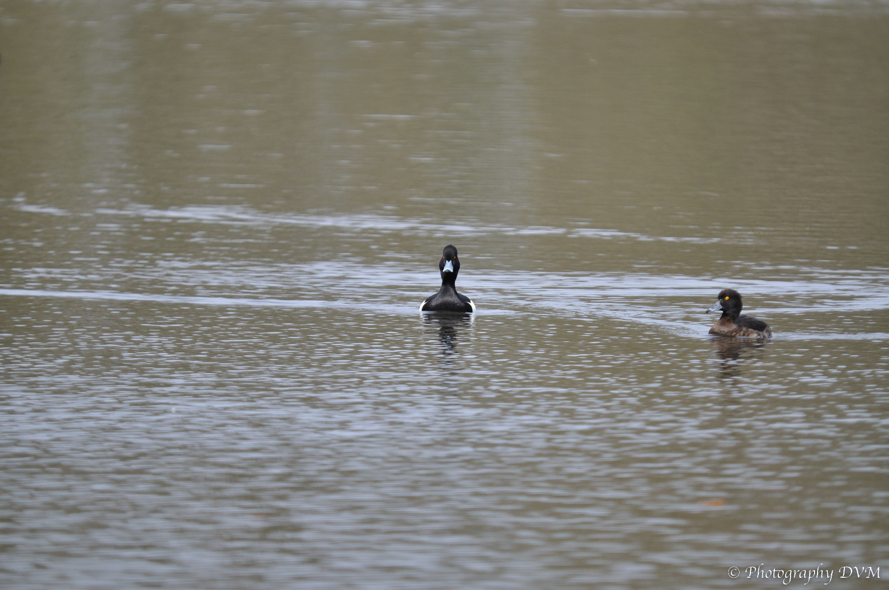 Koppeltje Kuifeenden - Couple Tufted Ducks - Aythya fuligula