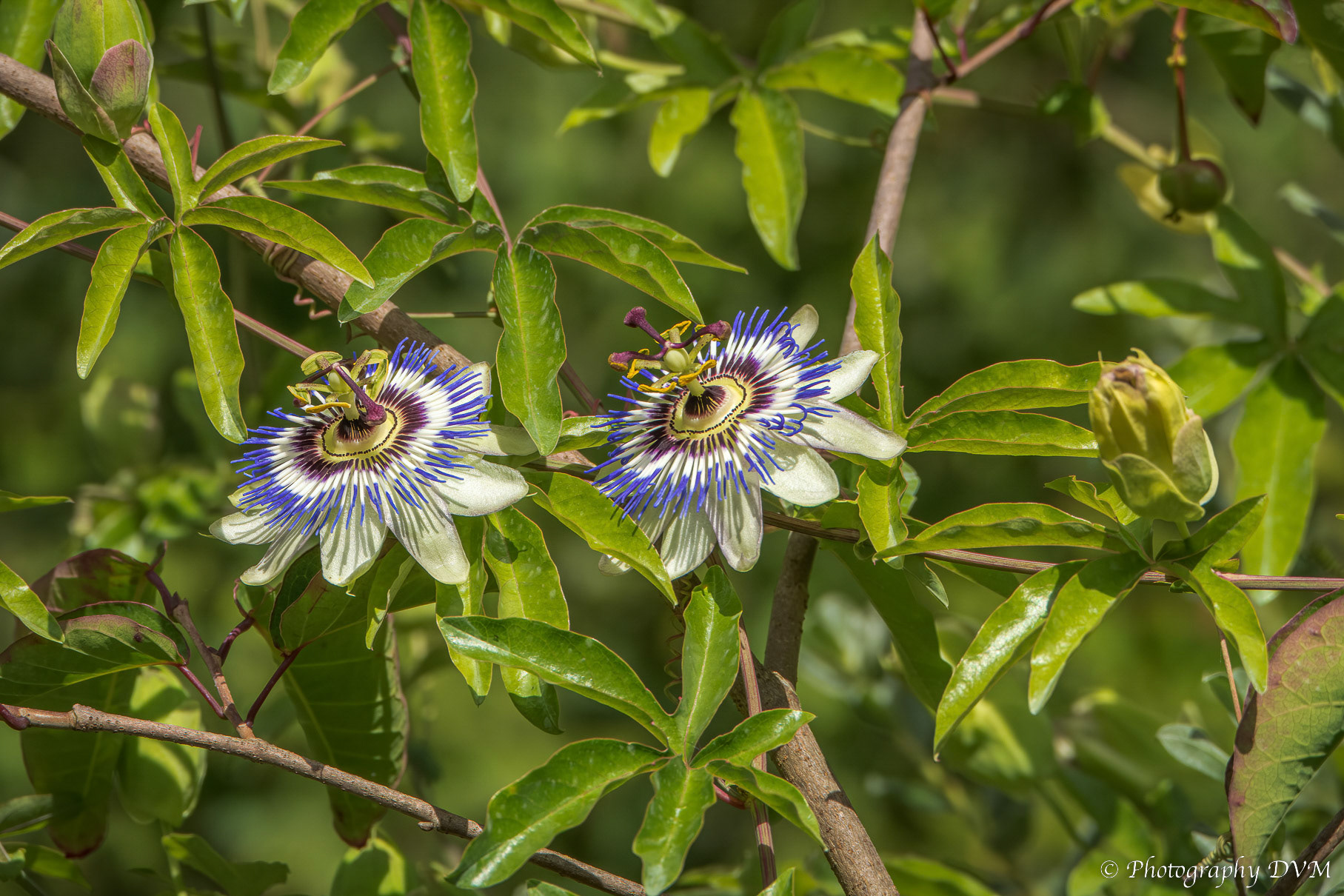 Blauwe passiebloem - Blue passionflower - Passiflora caerulea