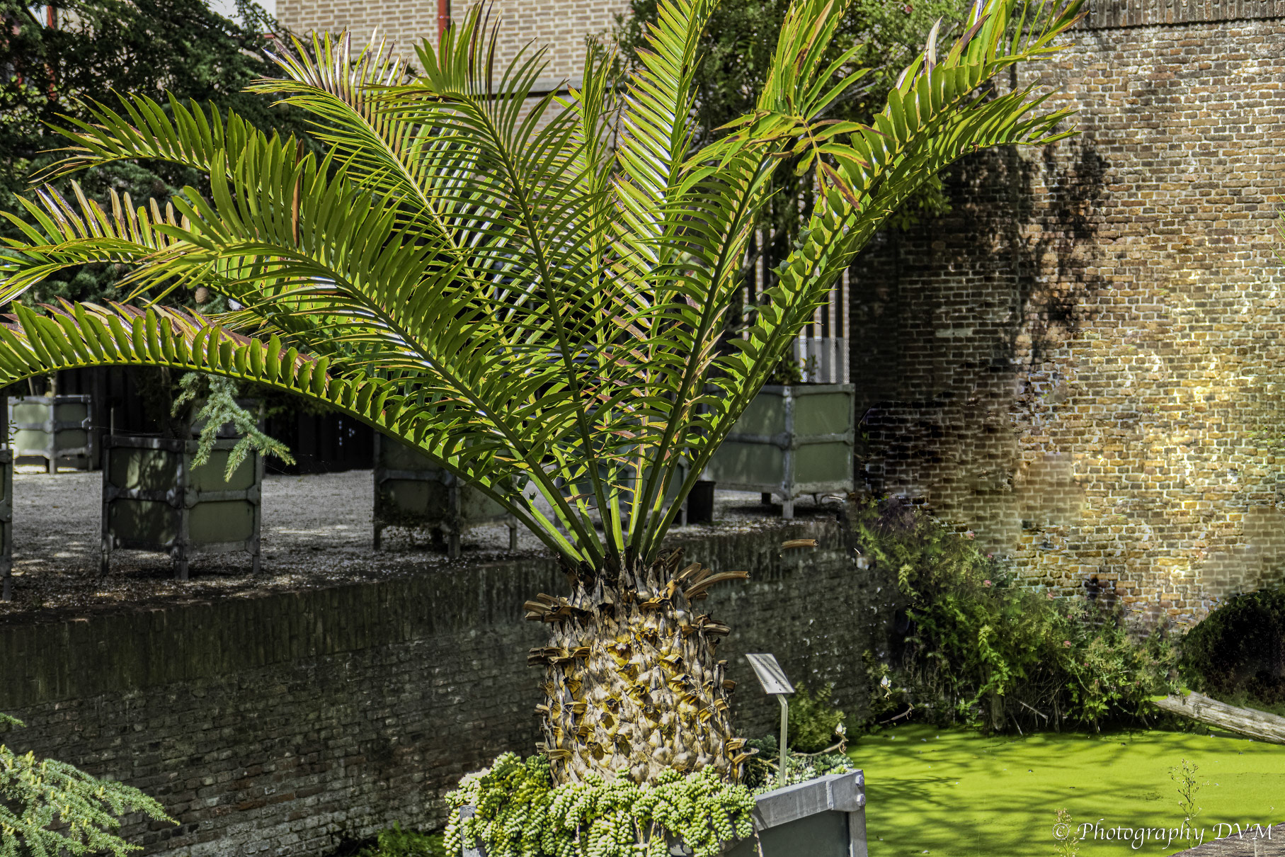 Encephalartos altensteinii Lehmann - Breadtree - Broodboom