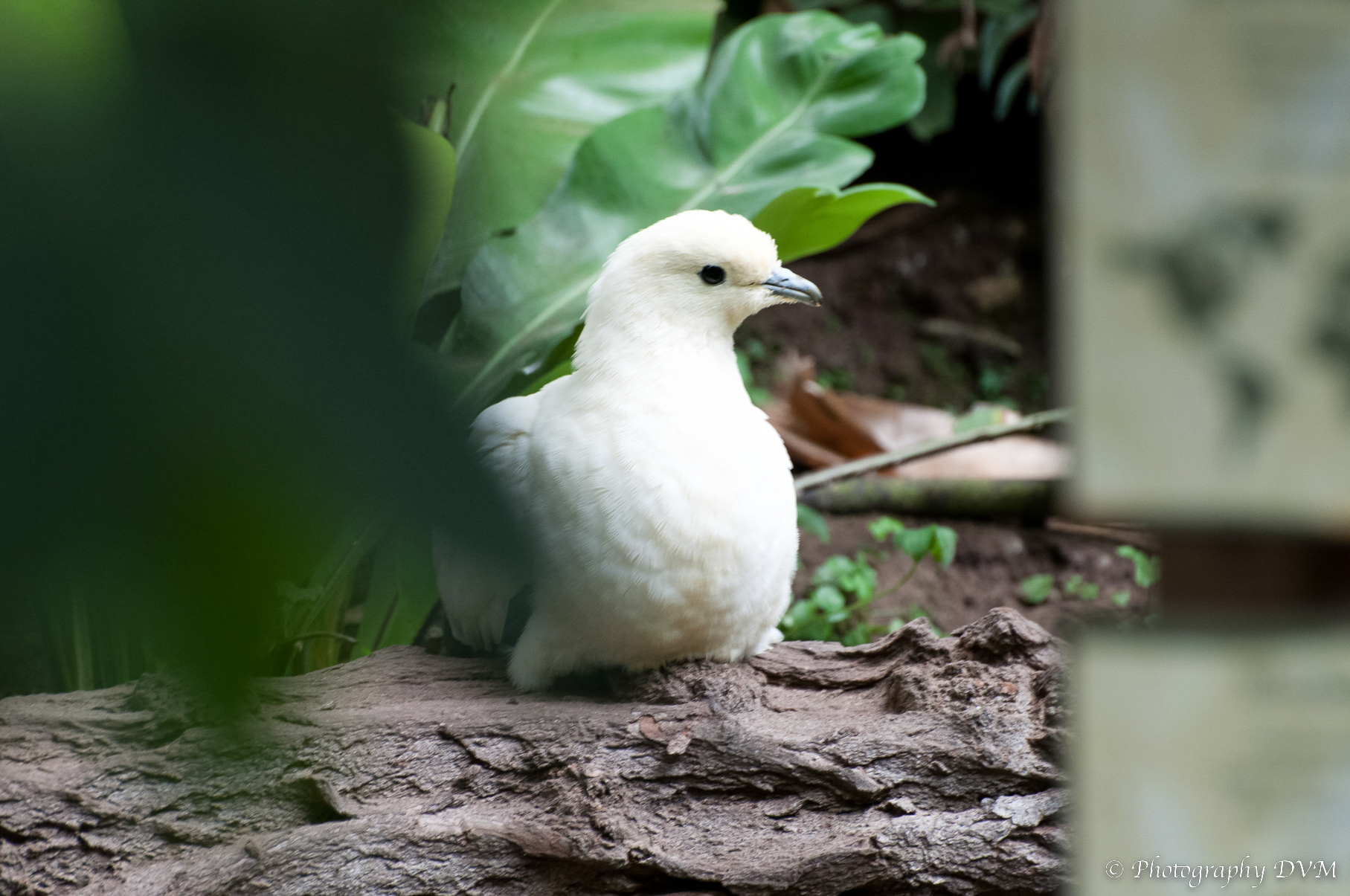 Muskaatduif - Pied Imperial-pigeon - Ducula bicolor
