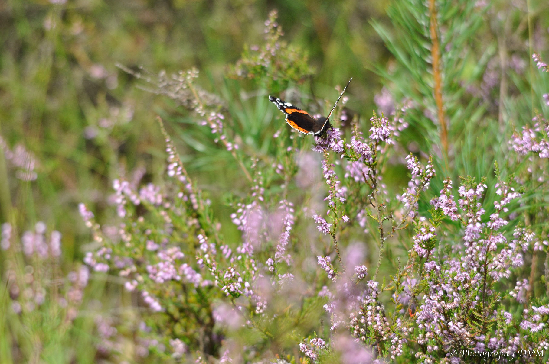 Atalanta - Red Admiral - Vanessa atalanta