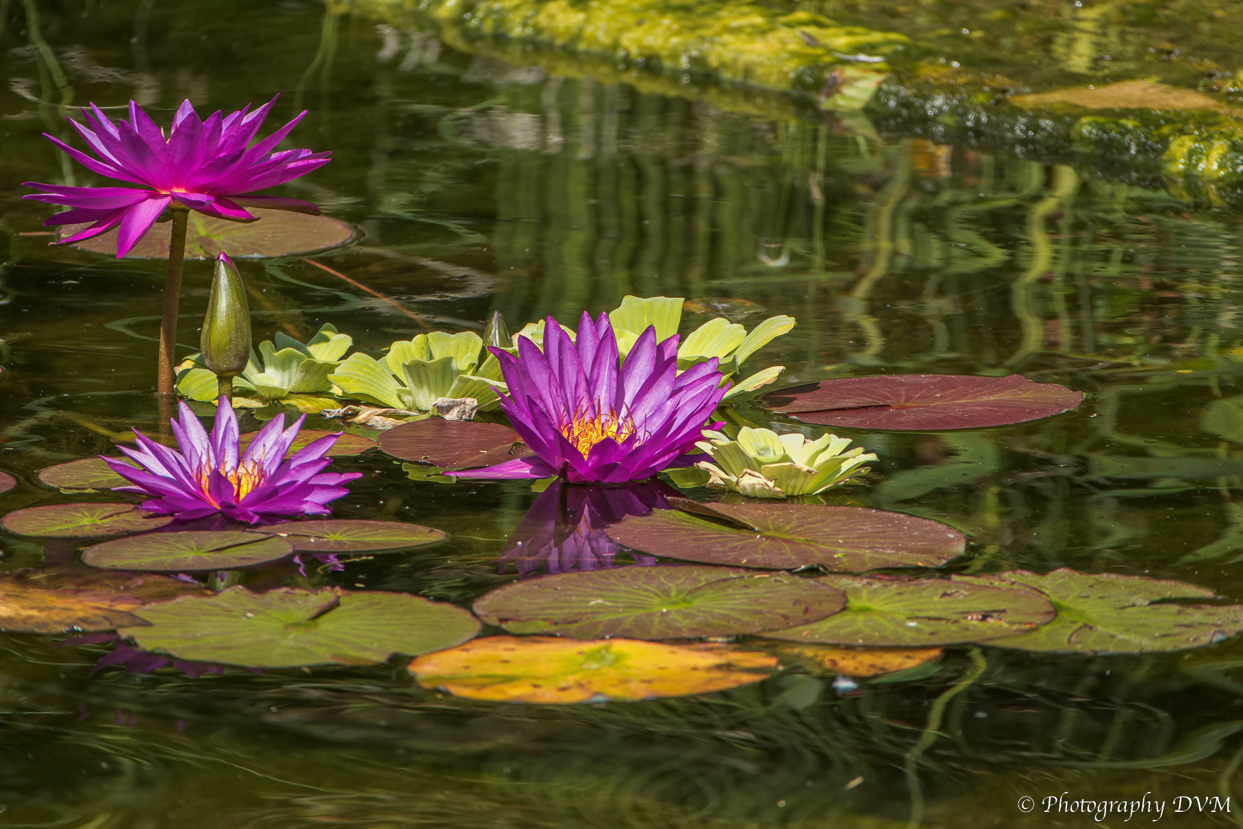 Waterlelie'Purple Fantasy' - Water lily 'Purple Fantasy' - Nymphaea