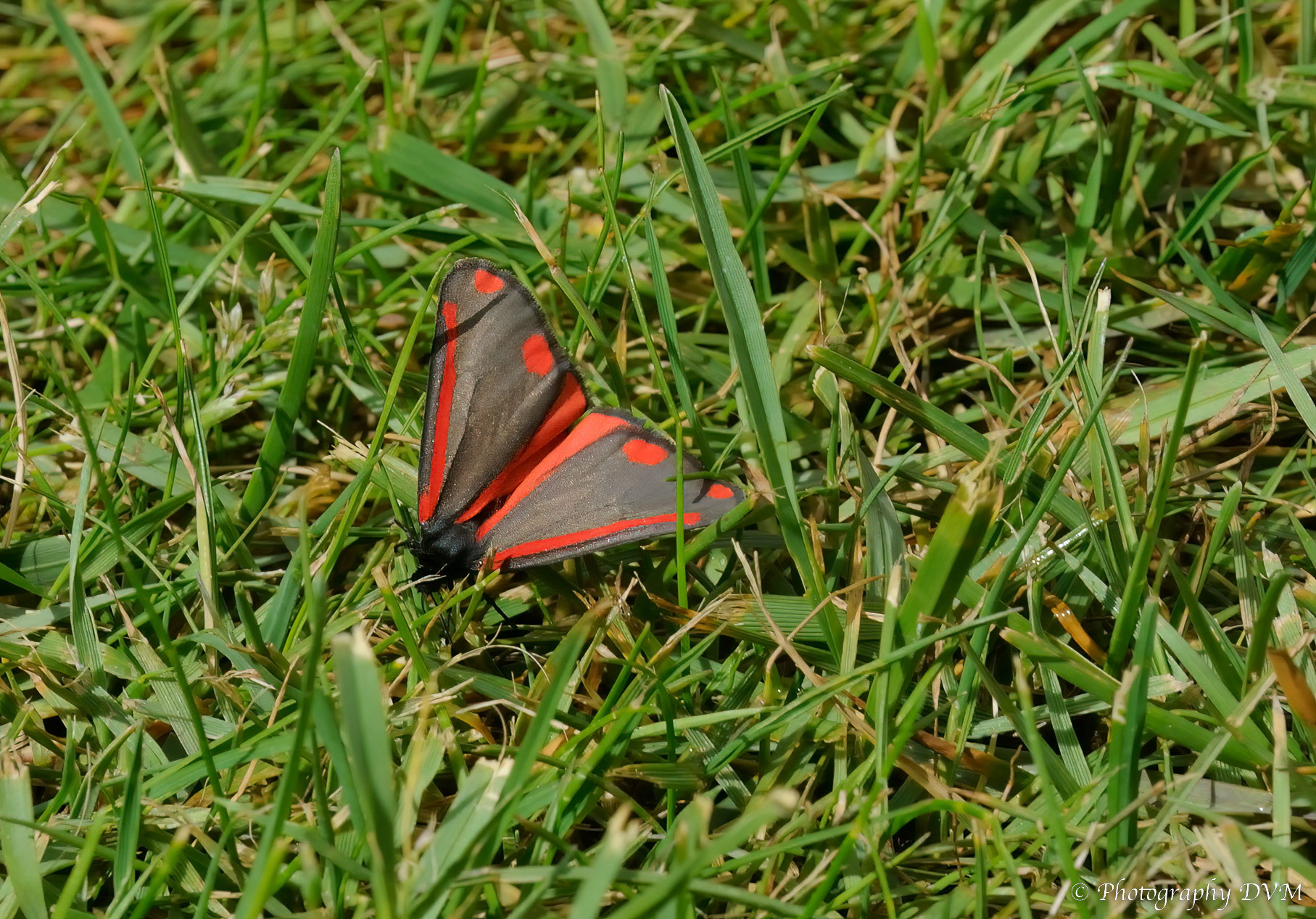 Sint-Jacobsvlinder - Cinnabar moth - Tyria jacobaeae