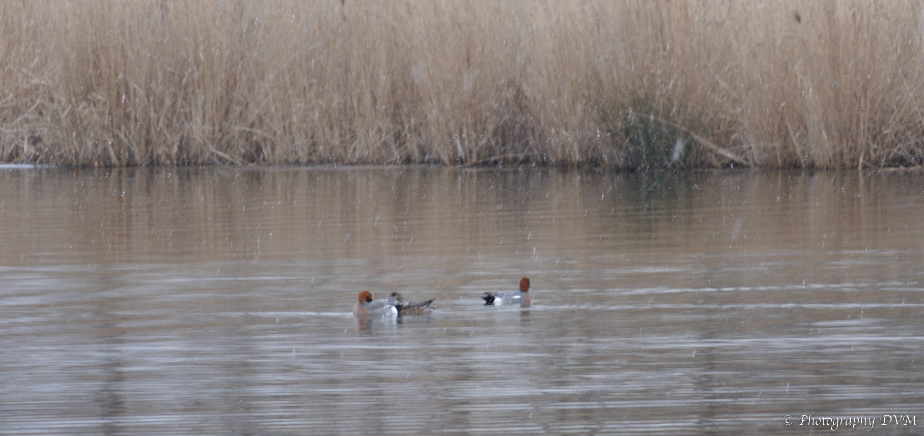 Smienten - Eurasian Wigeons - Anas penelope