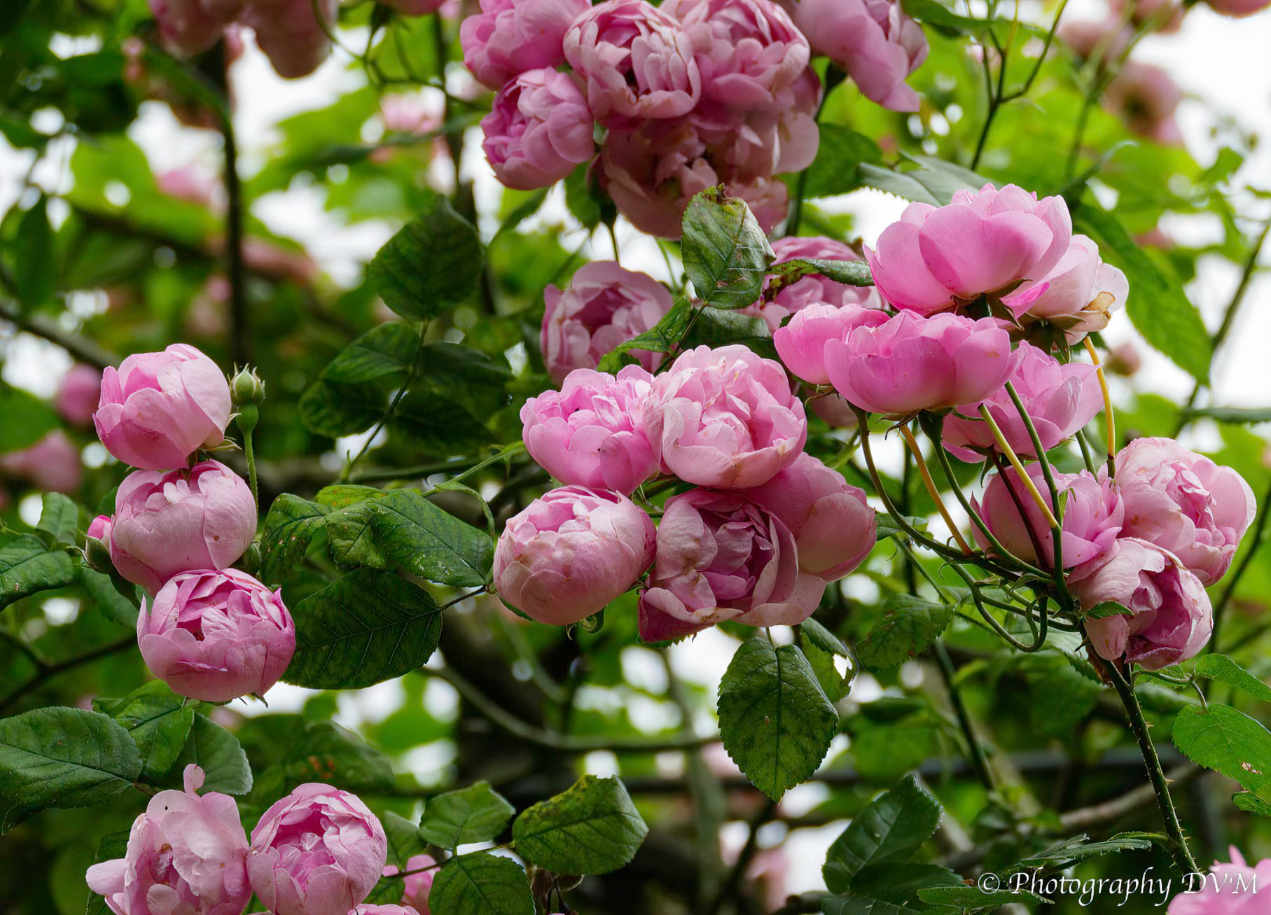 Roos'Raubritter' - Rose'Raubritter' 