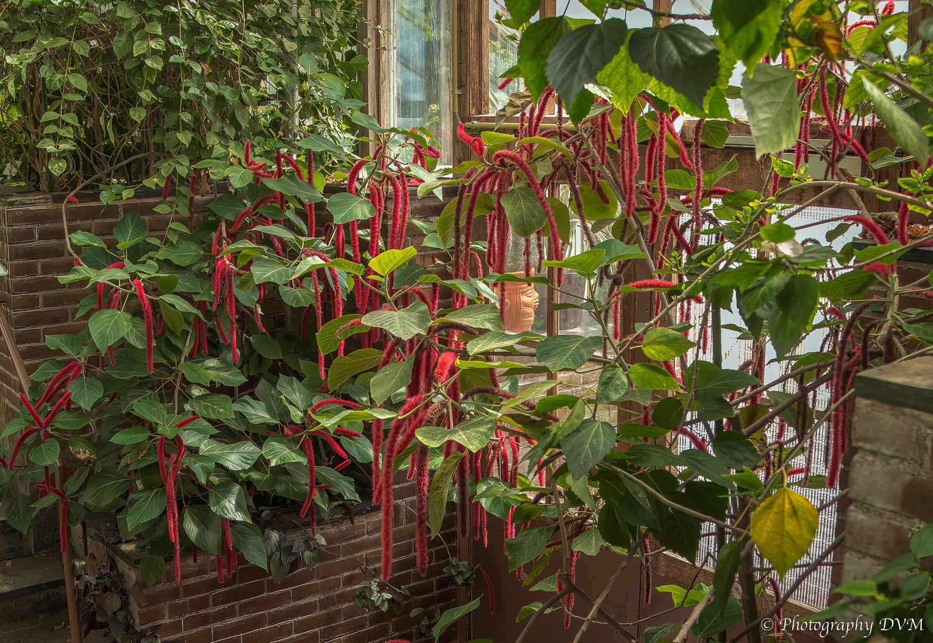 Chenilleplant - Foxtails - Acalypha hispida Burm.f.