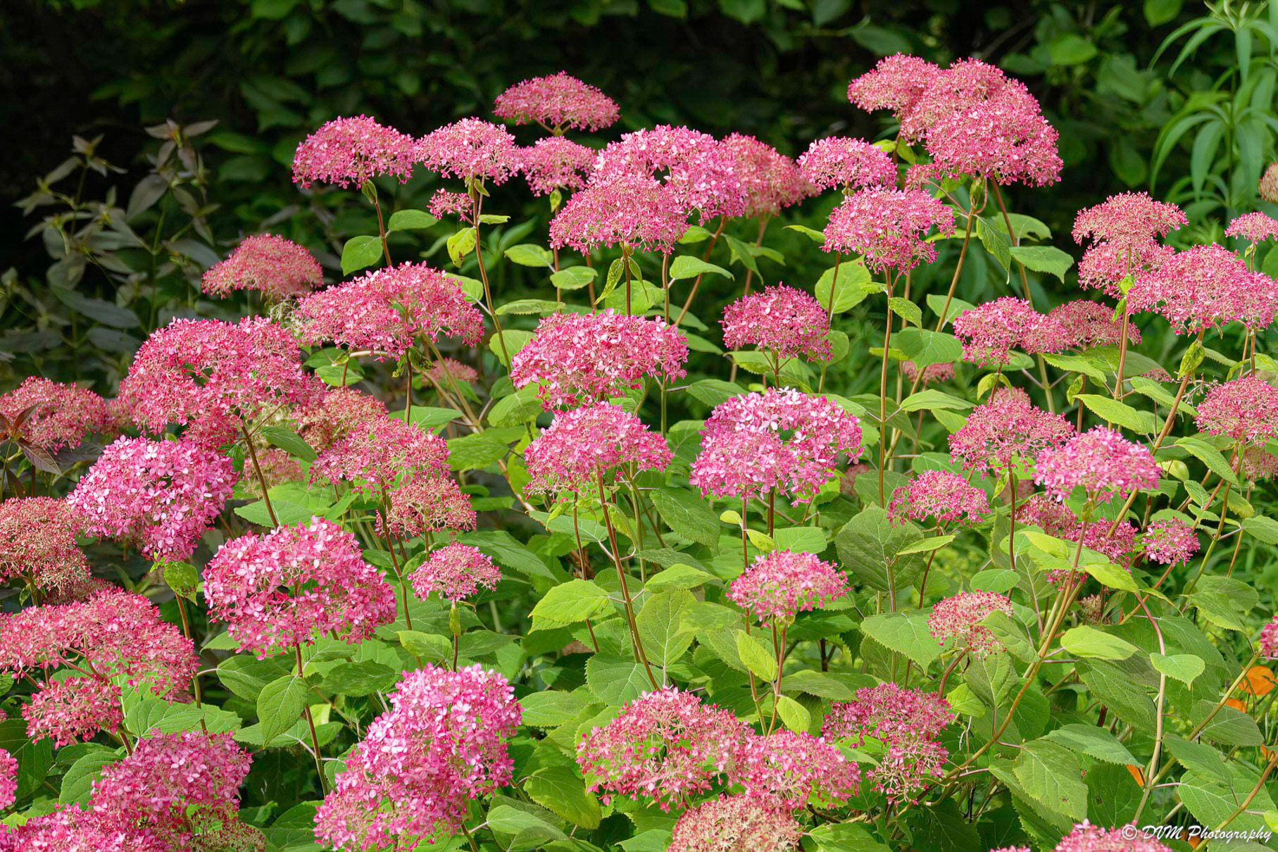 Hortensia - Hydrangea