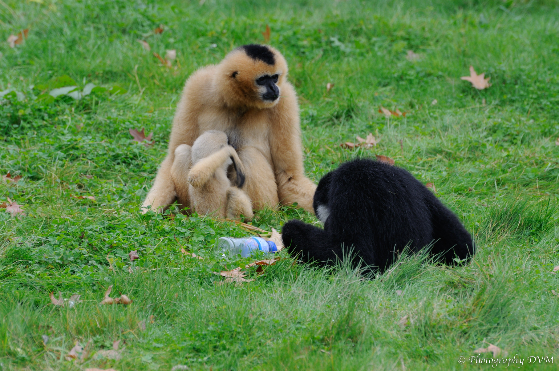 Familie Witwanggibbons - White-cheeked Gibbon family - Nomascus leucogenys