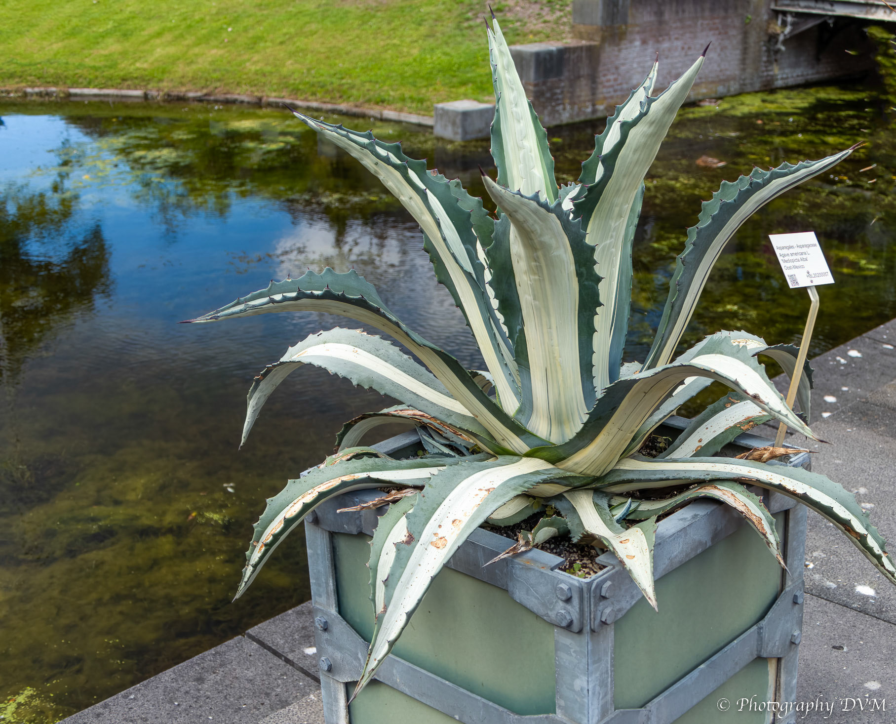 Agave americana L.'Mediopicta Alba'_