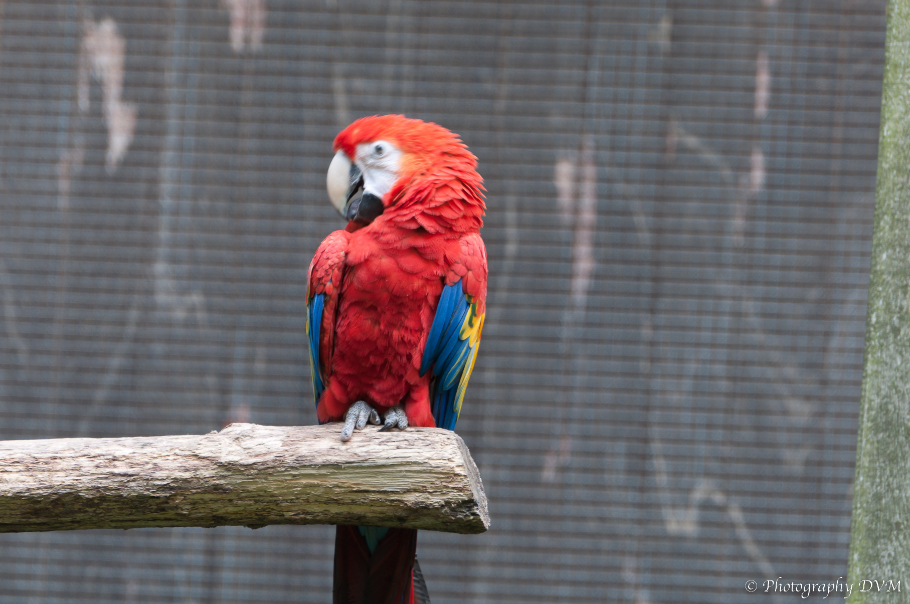 Geelvleugelara - Scarlet Macaw - Ara macao