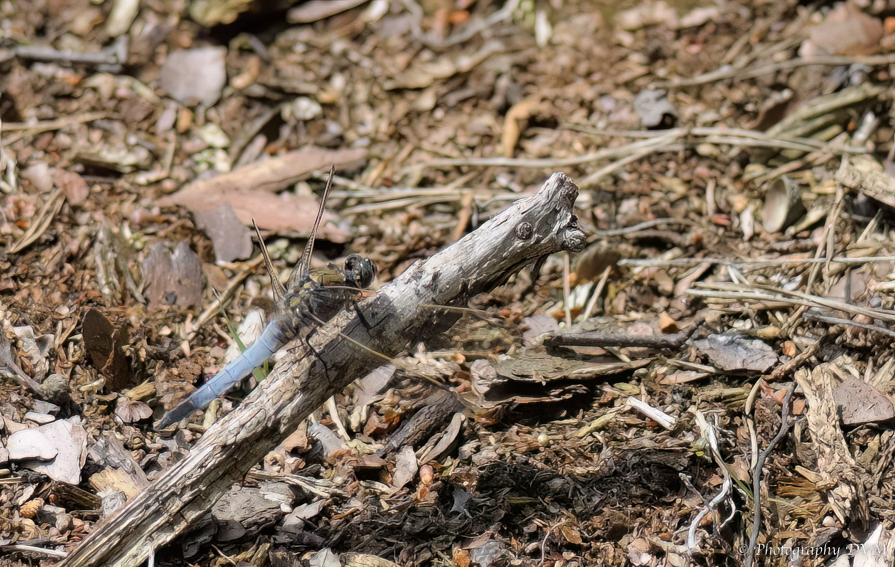 Gewone oeverlibel - Black-tailed Skimmer - Orthetrum cancellatum