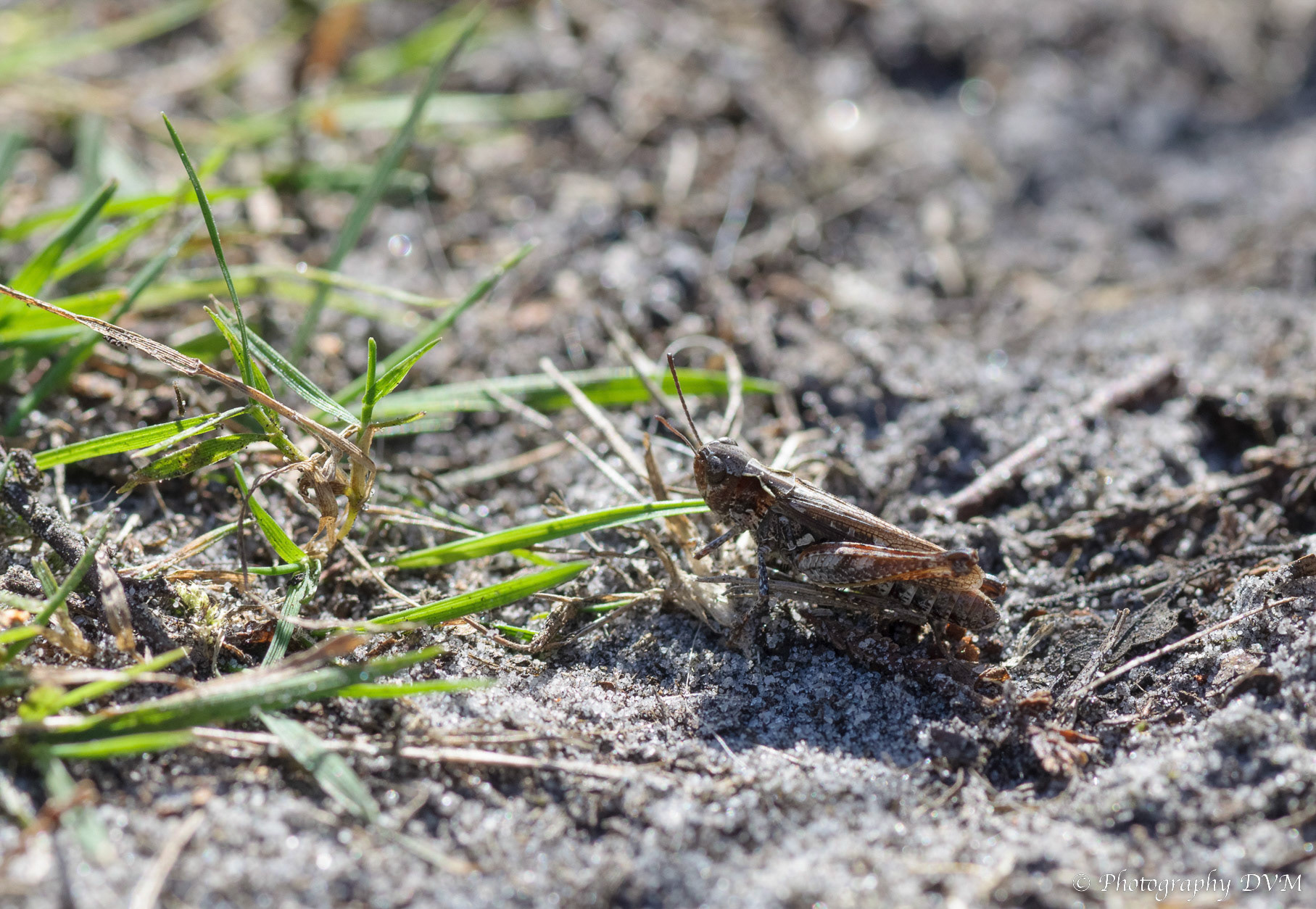 Knopsprietje (vrouwtje) - Mottled Grasshopper(female) - Myrmeleotettix maculatuur