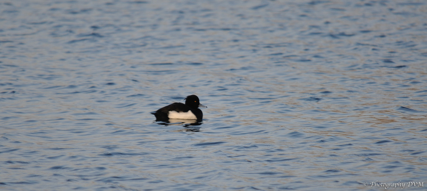 Kuifeend (man) - Tufted Duck (male) - Aythya fuligula