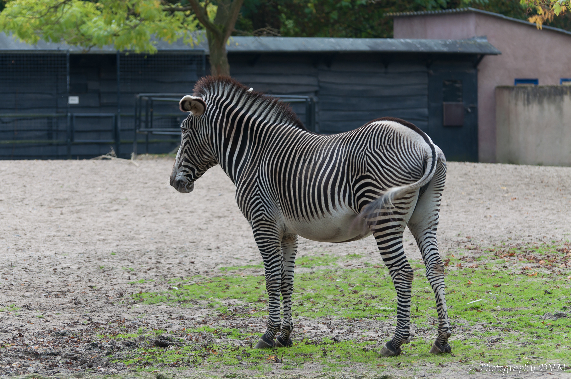 Grévyzebra - Grevy's Zebra - Equus grevyi