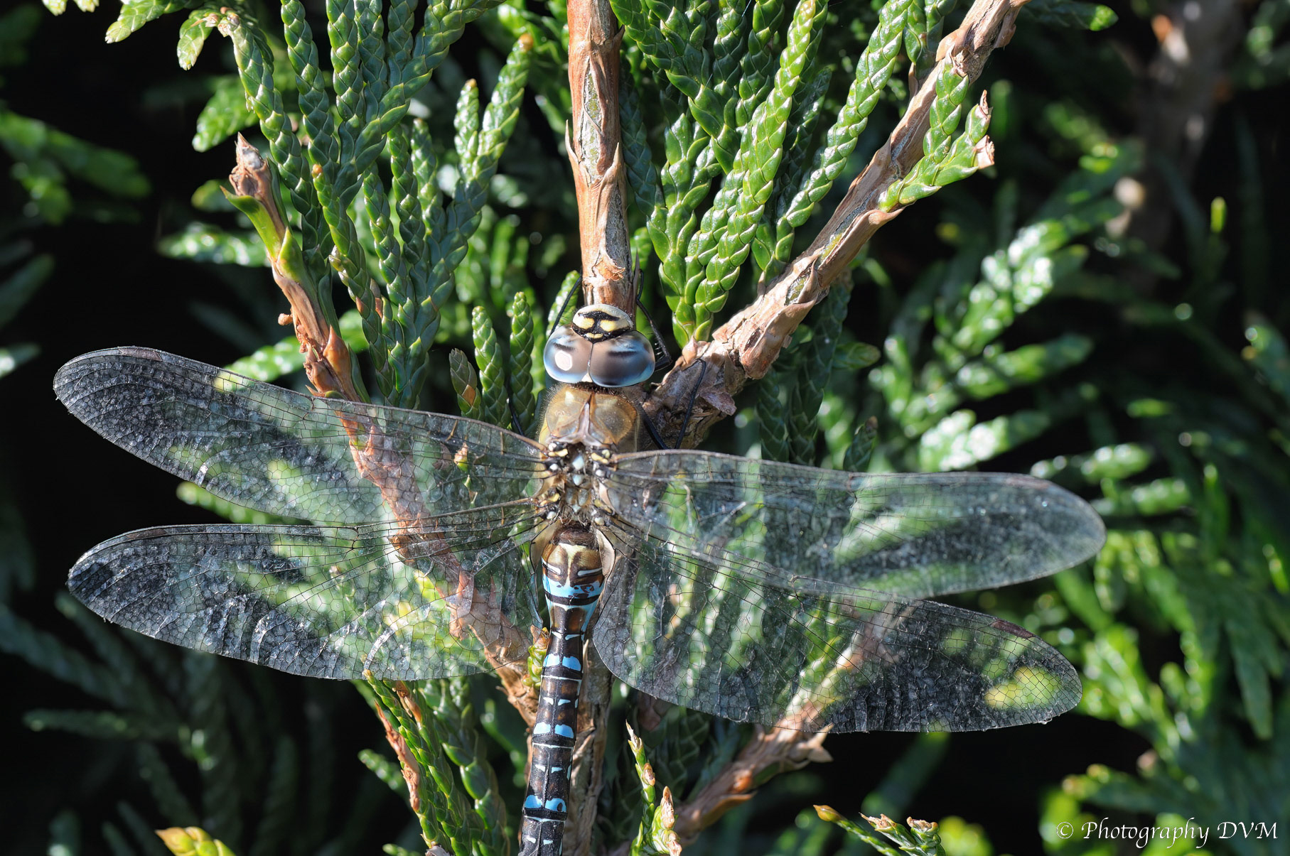 Paardenbijter - Migrant Hawker - Aeshna mixta