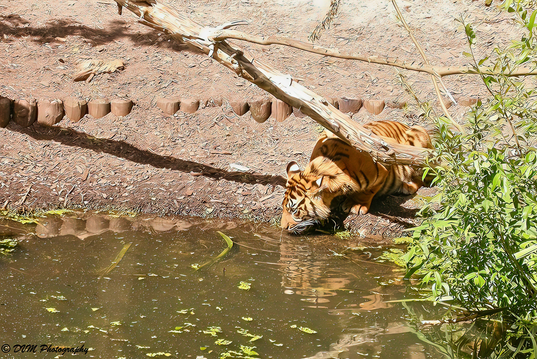 Tijger - Tiger - Panthera tigris