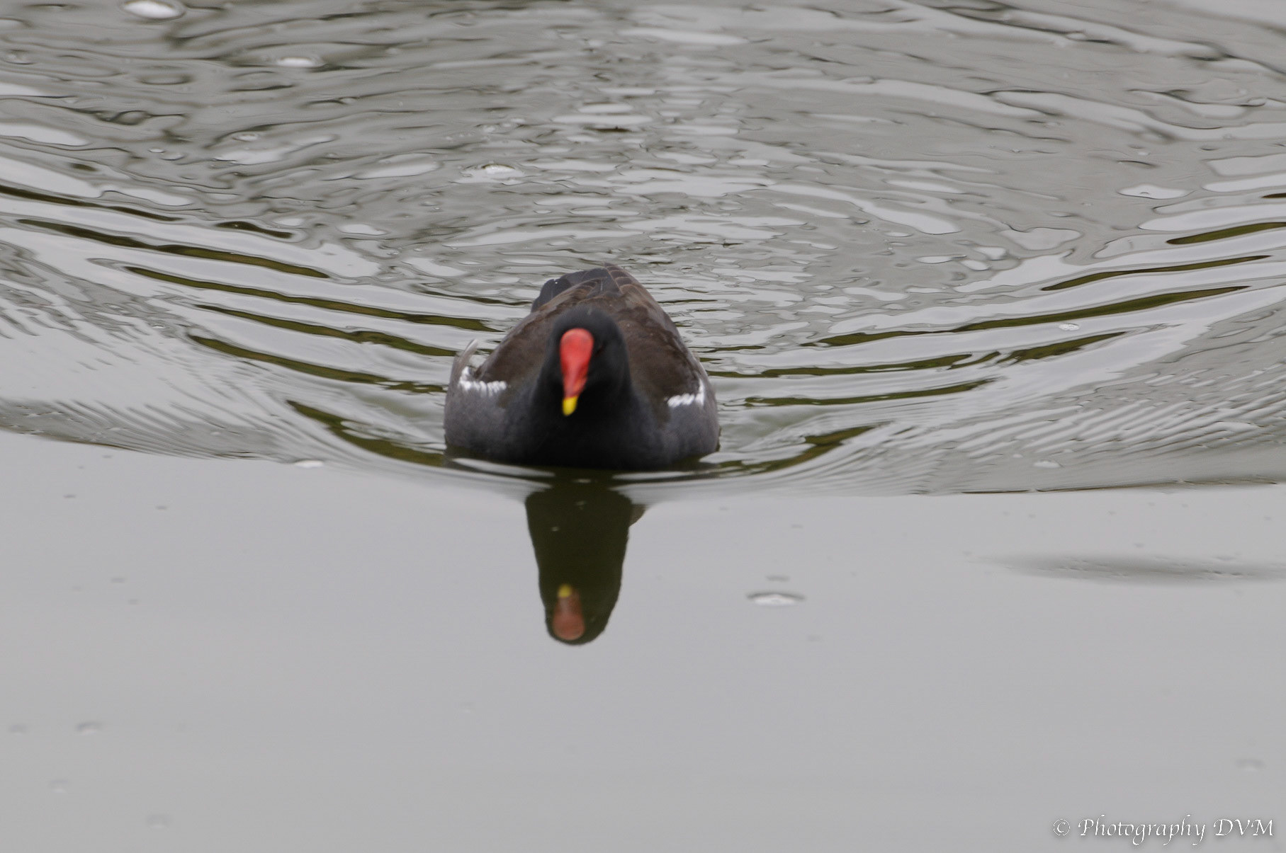 Waterhoen - Common Moorhen - Gallinula chloropus