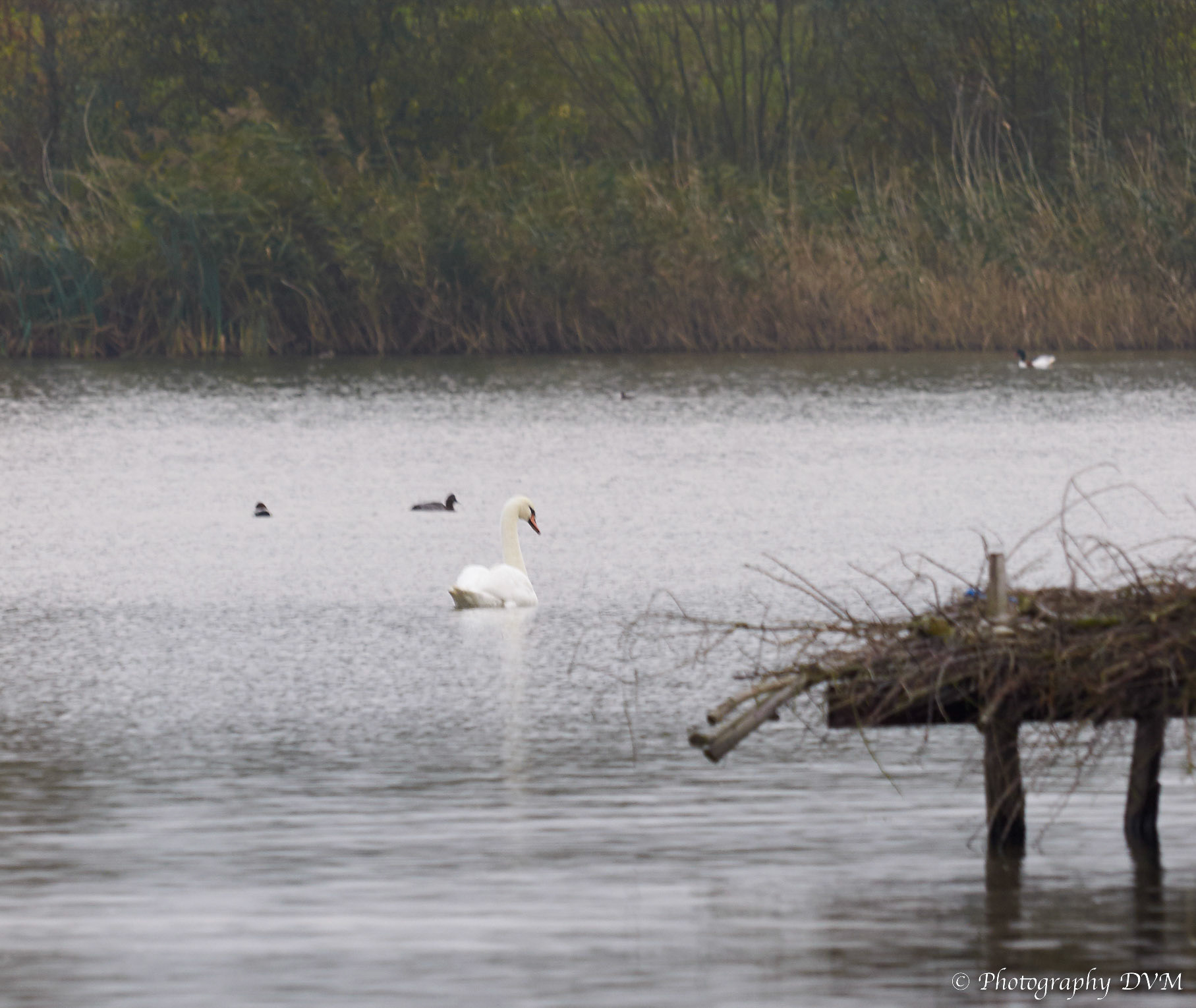 Knobbelzwaan - Mute Swan - Cygnus olor