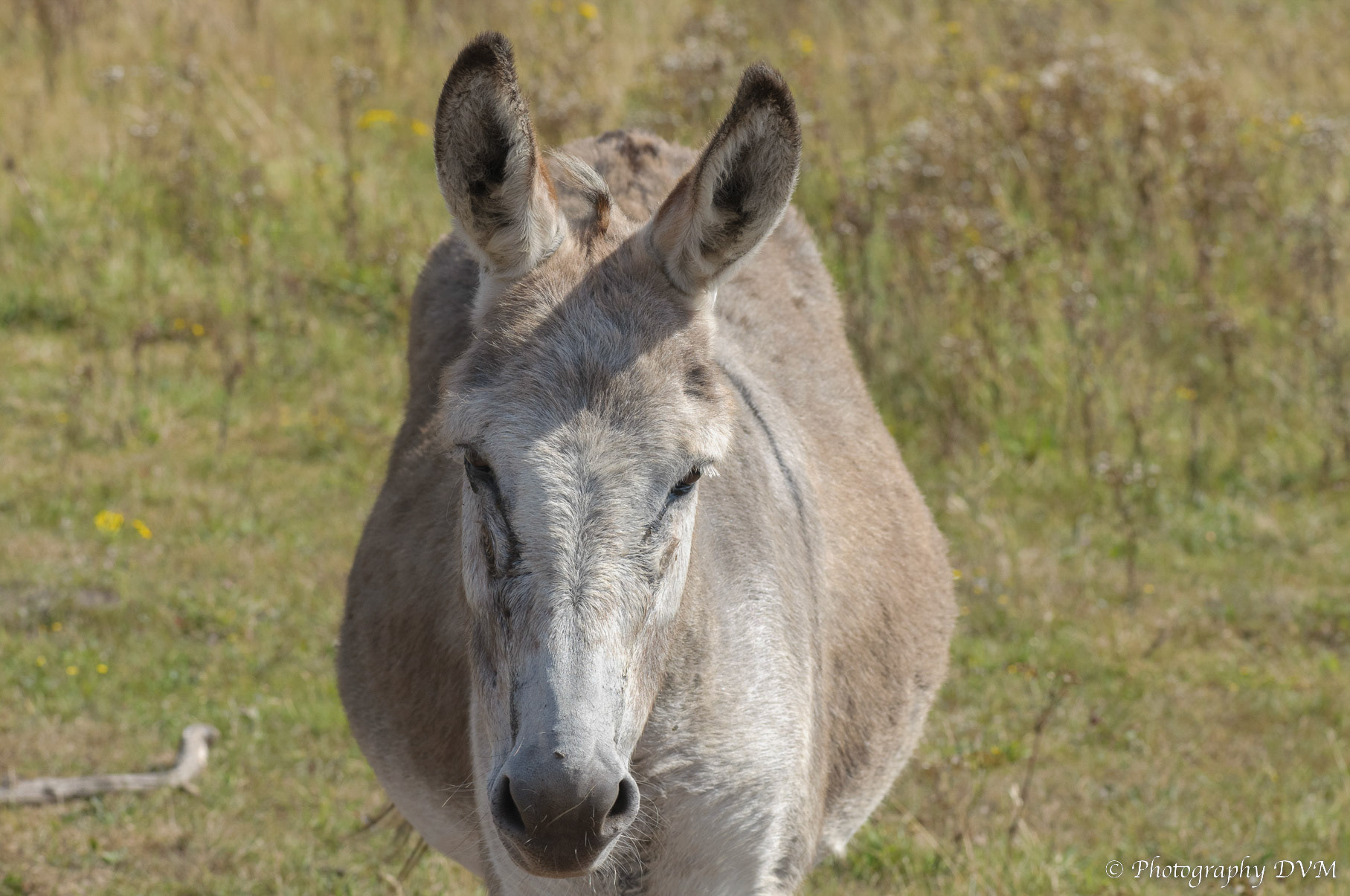 Ezel - Donkey - Equus africanus asinus