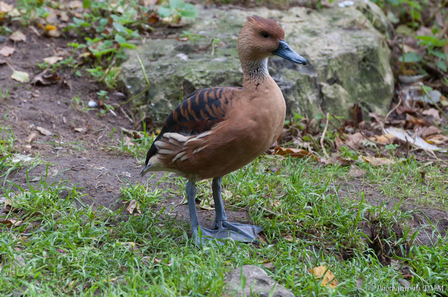 Rosse fluiteend - Fulvous Whistling Duck - Dendrocygna bicolor