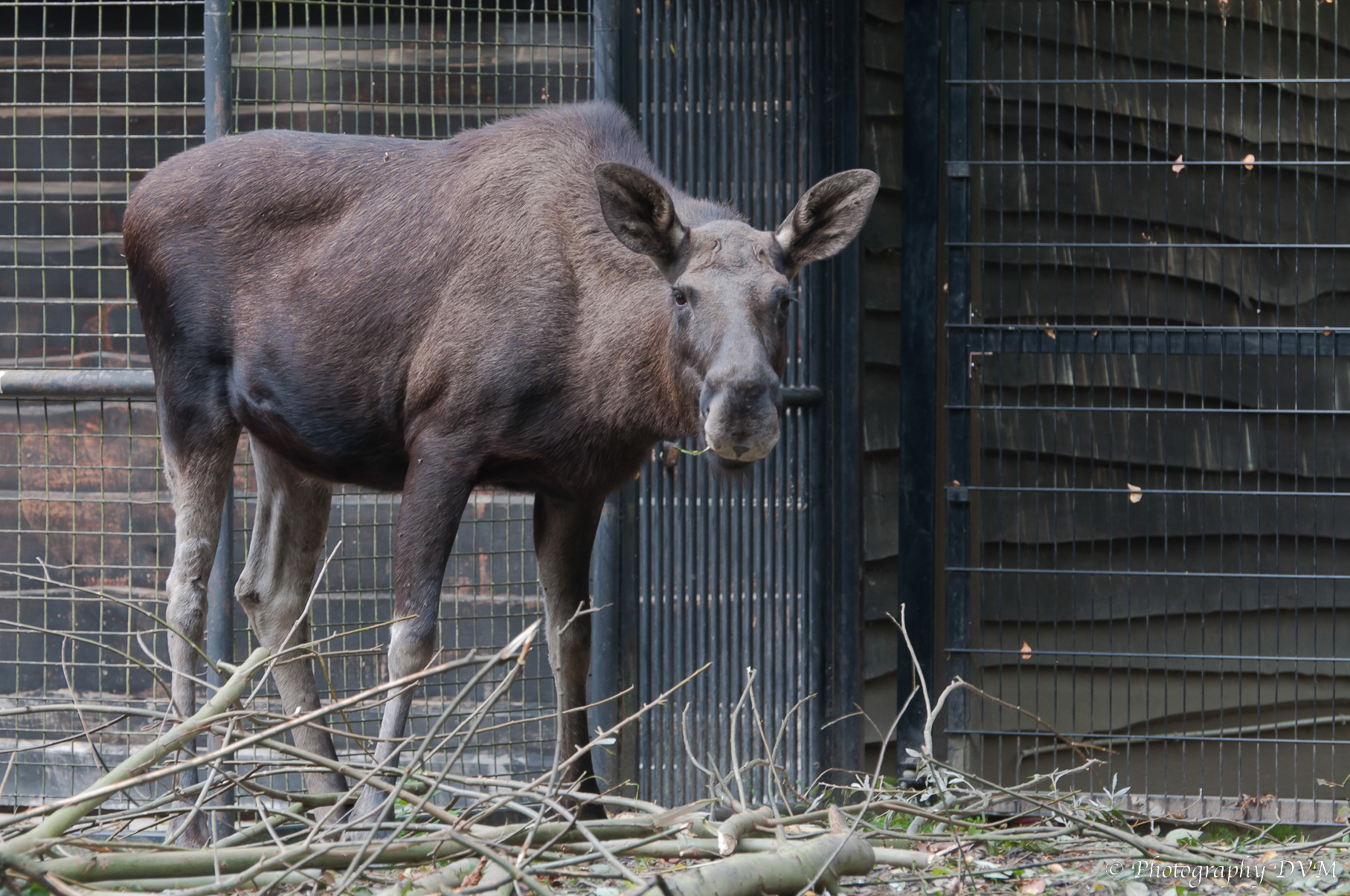 Eland - Eurasian Elk - Alces alces