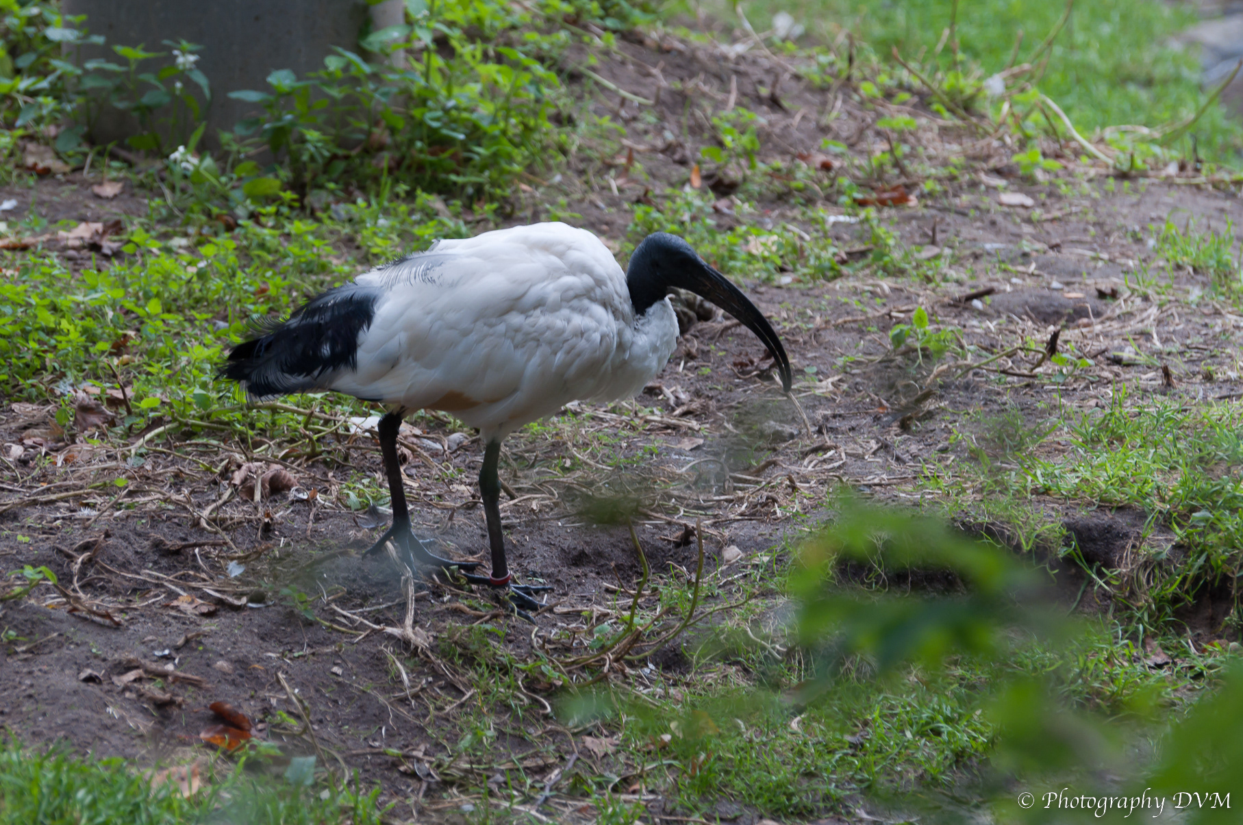 Heilige ibis - African Sacred Ibis - Threskiornis aethiopicus