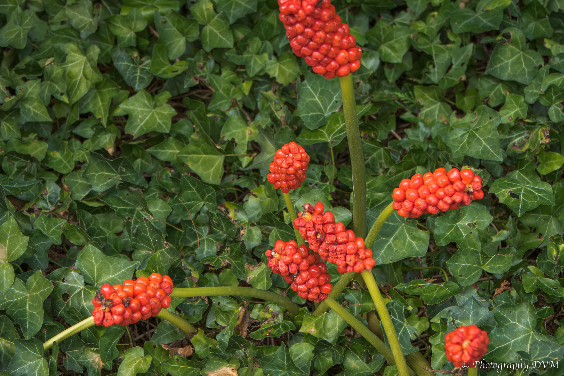 Italiaanse aronskelk - Italian arum - Arum italicum