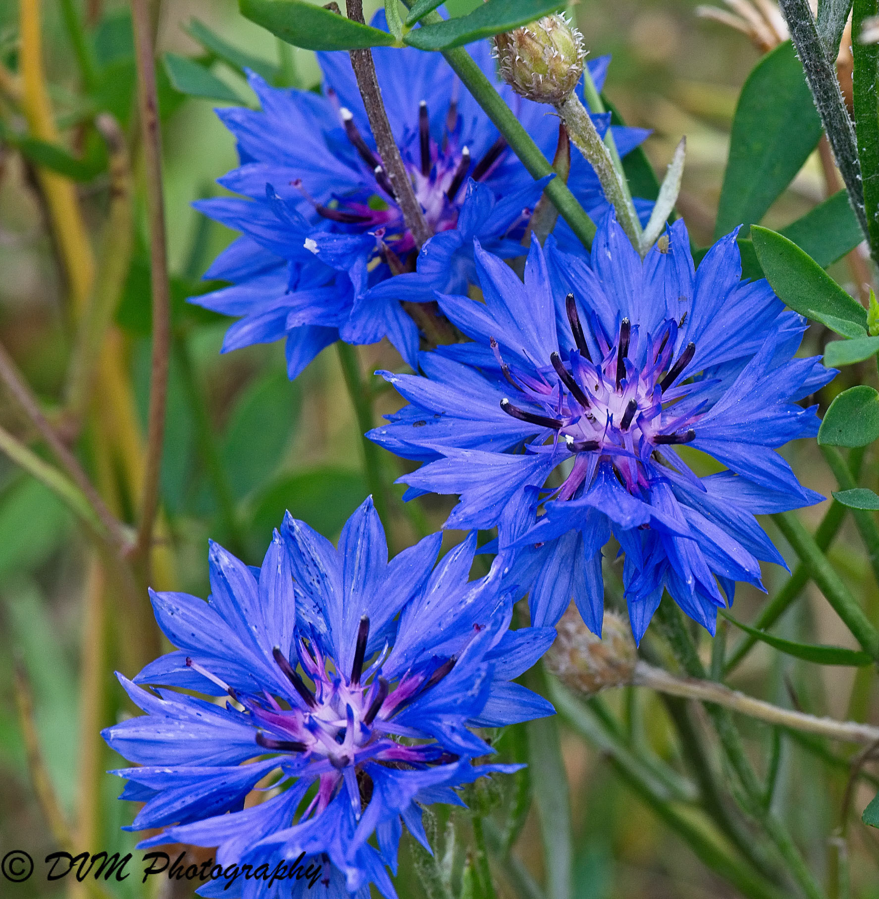 Korenbloem - Cornflower - Centaurea cyanus