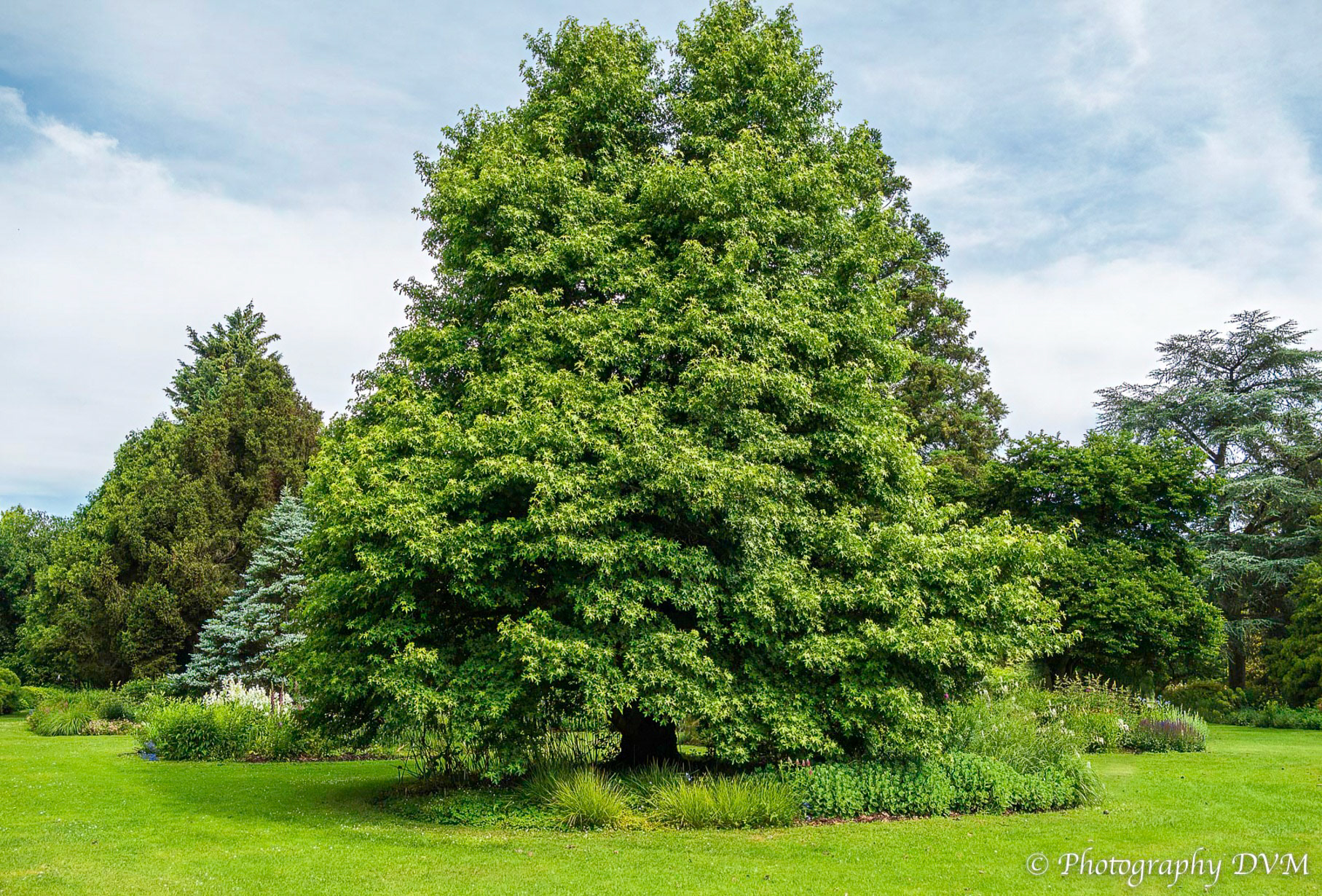 Oosterse amberboom - Turkish sweetgum 