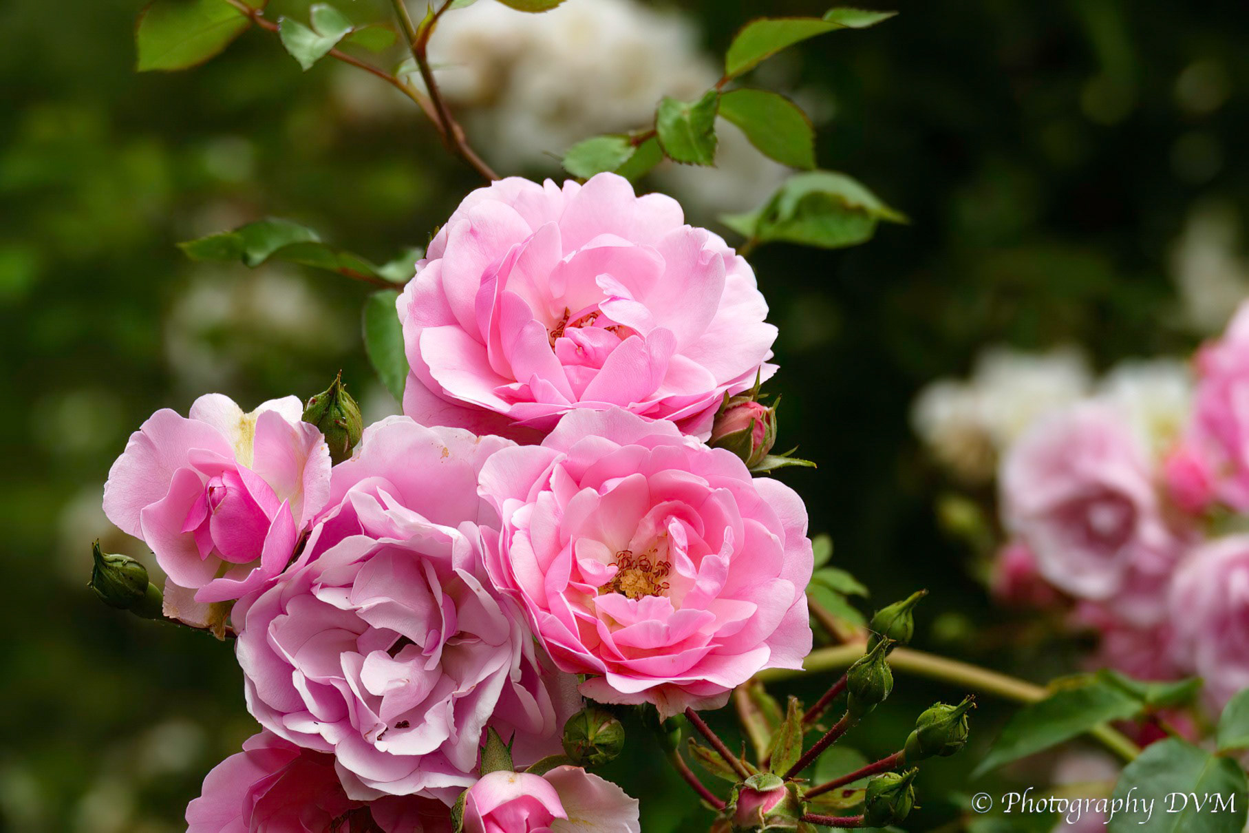 Roos'MEIdomonac' - Rose'MEIdomonac'