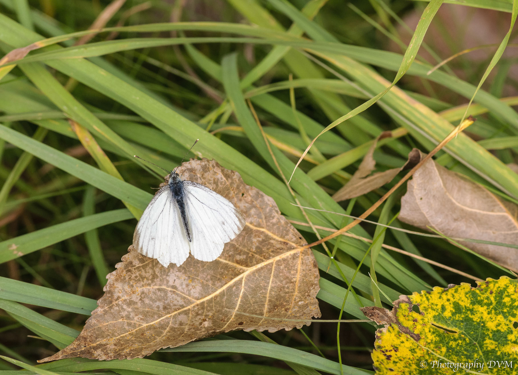 Klein geaderd witje - Green-veined White - Pieris napi