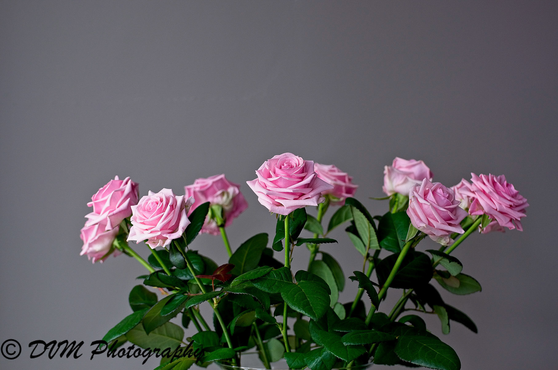 Roses in vase - Rozen in vaas >>>>> Bornem - Belgium