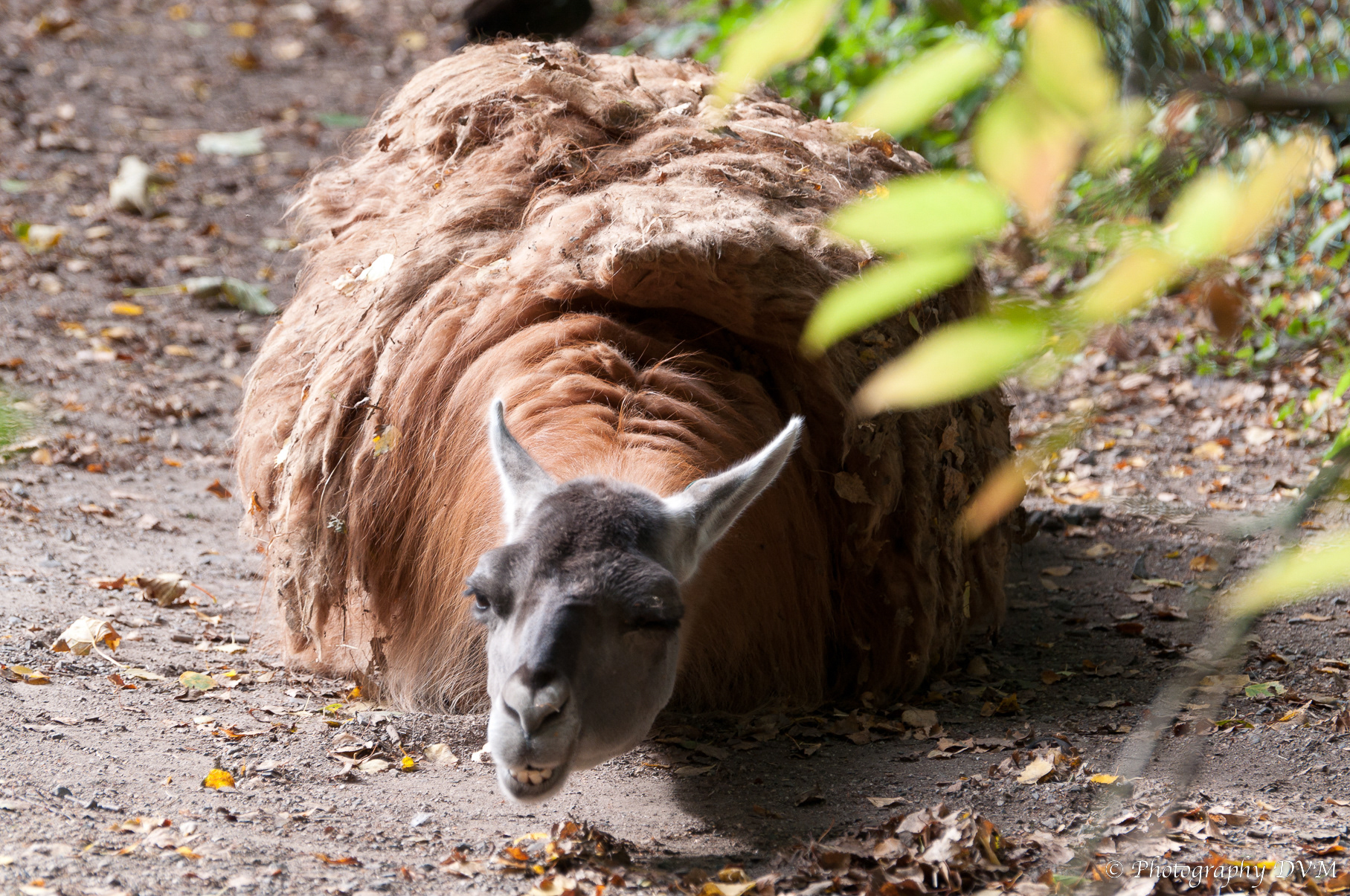 Guanaco - Lama guanicoe