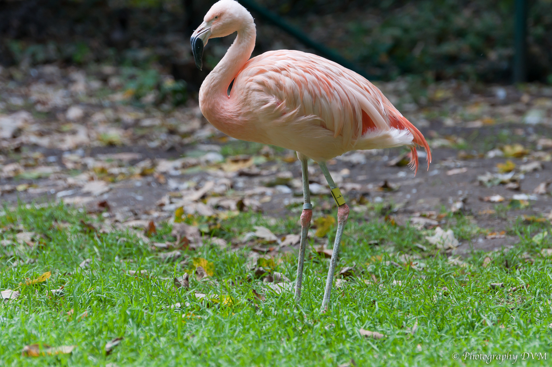 Chileense flamingo - Chilean Flamingo - Phoenicopterus chilensis