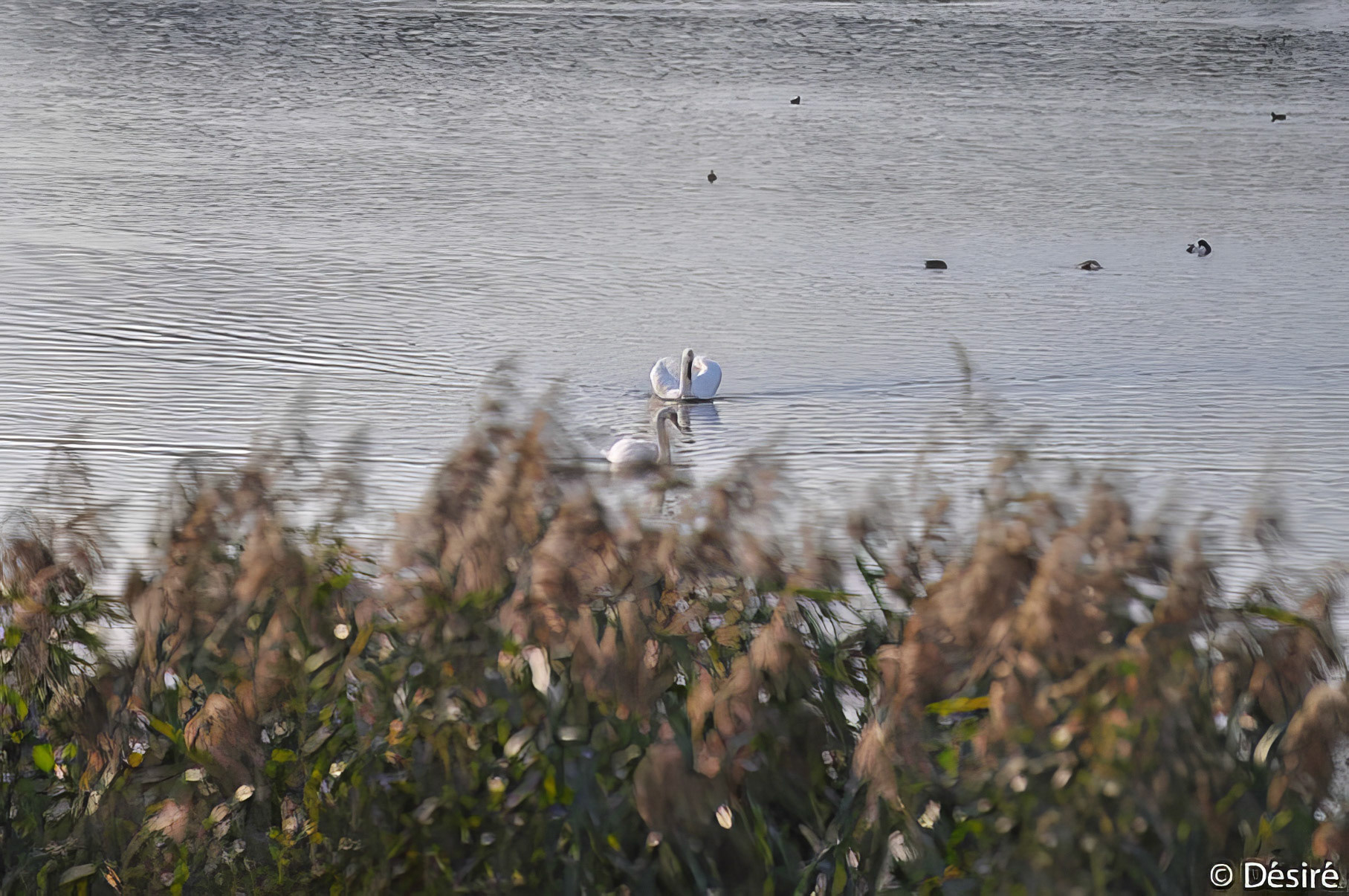 Knobbelzwanen - Mute Swans - Cygnus olor