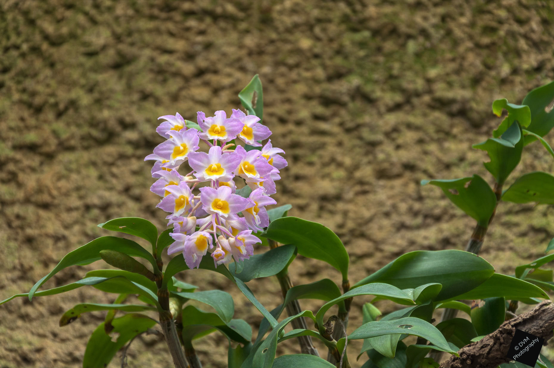 Orchidee Cattleya - Orchid Cattleya - Orchidaceae >>>>> Planckendael - Muizen - Belgium