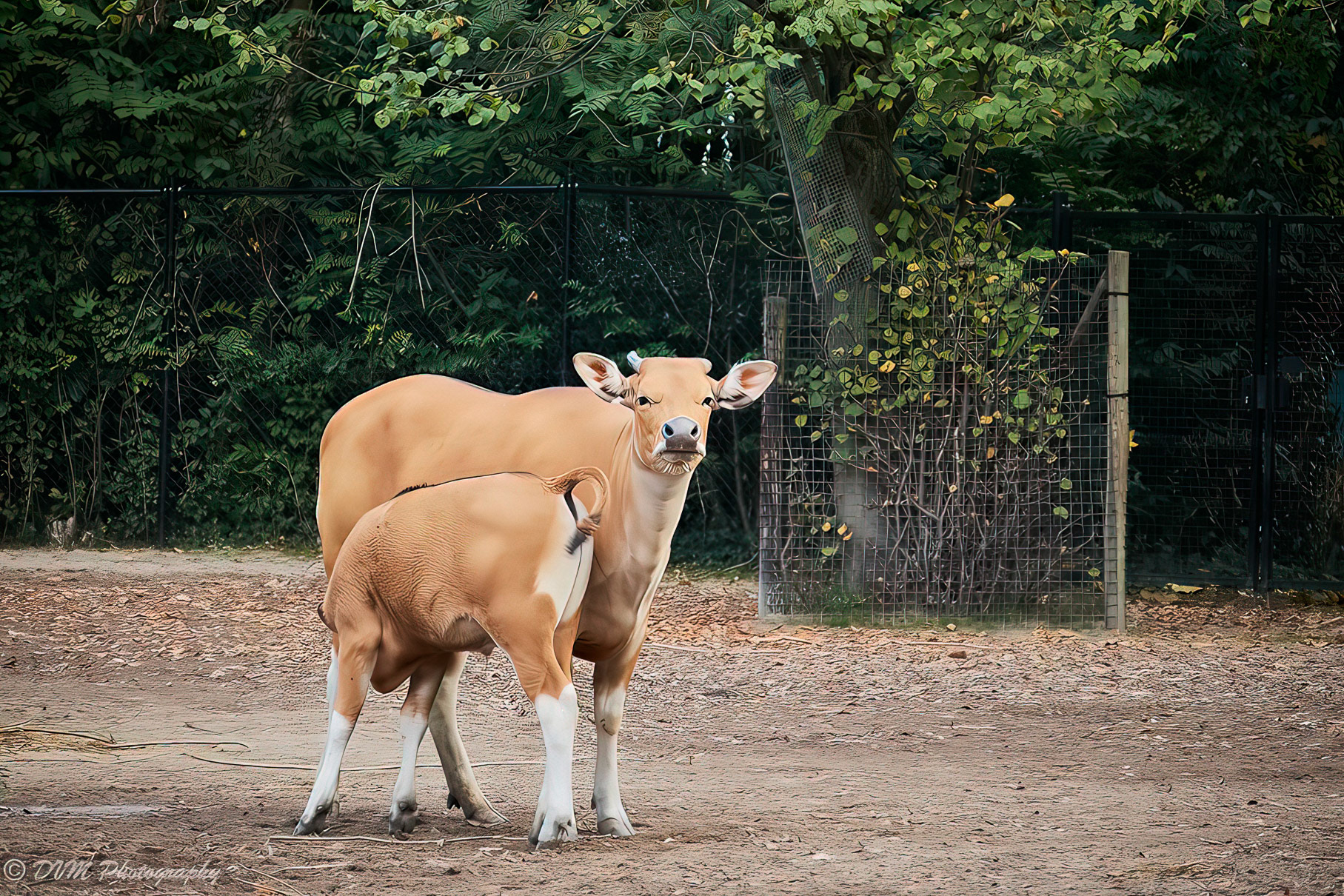 Banteng - Bos javanicus