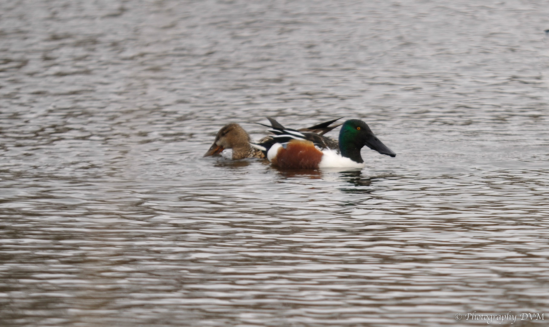 Koppeltje Slobeenden - Couple shovelers - Anas clypeata